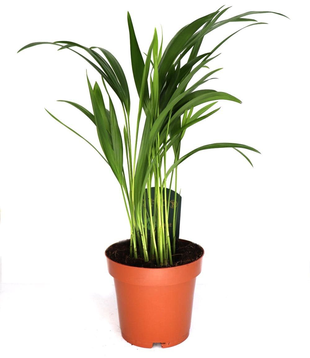 BALDUR Garten Zimmerpflanze Areca Palme ca. 35-45 cm, 1 St., Goldfruchtpalme, schnell wachsend, pflegeleicht – Bild 2 von 2