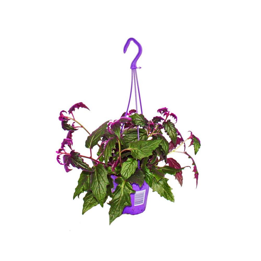 Exotenherz Zimmerpflanze Zimmerpflanze zum Hängen Gynura Purple Passion lila Pflanze 14cm