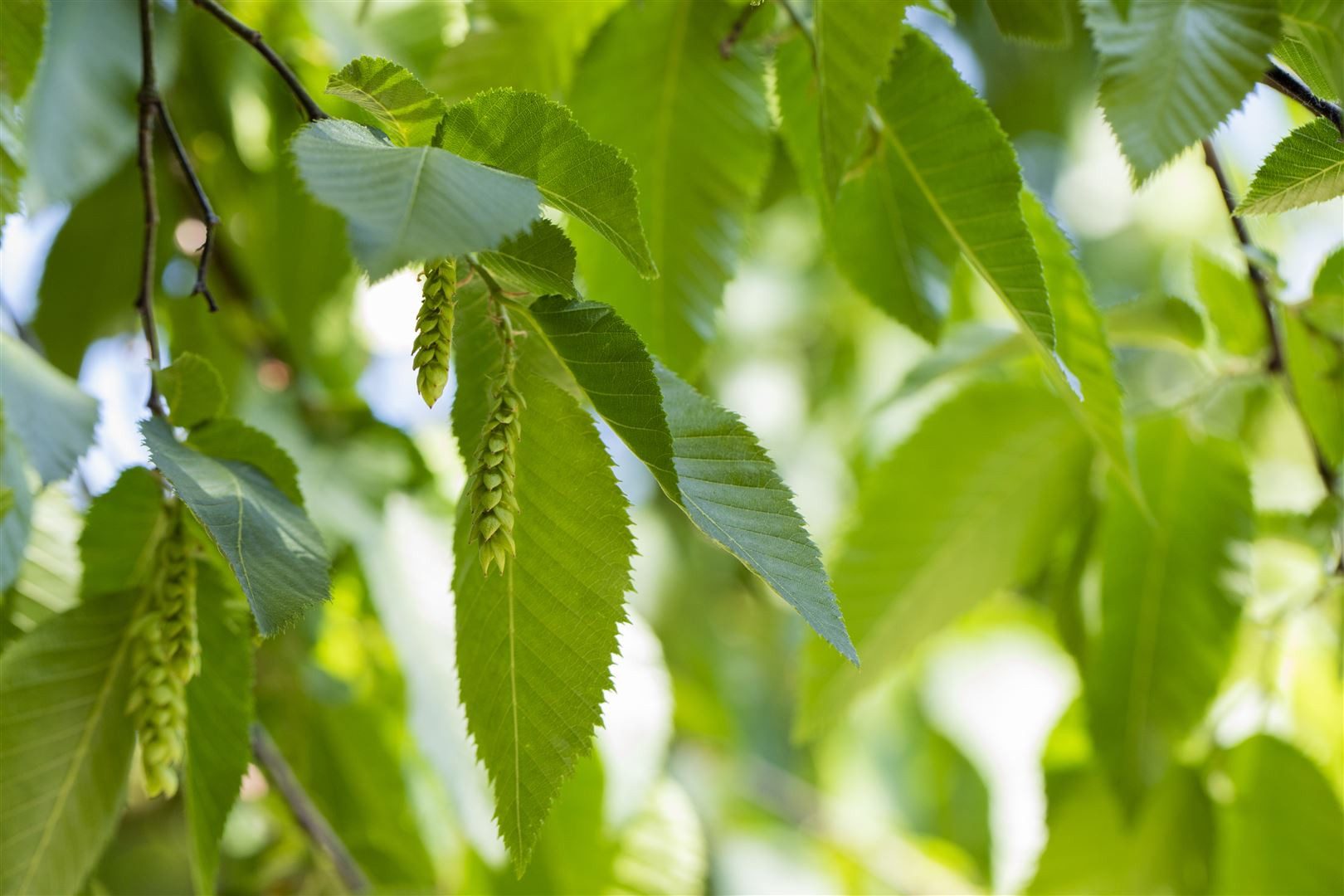 Pflanzen für Dich Baum Carpinus betulus, 1 St., Hainbuche, Weißbuche, laubabwerfend, schnittverträglich