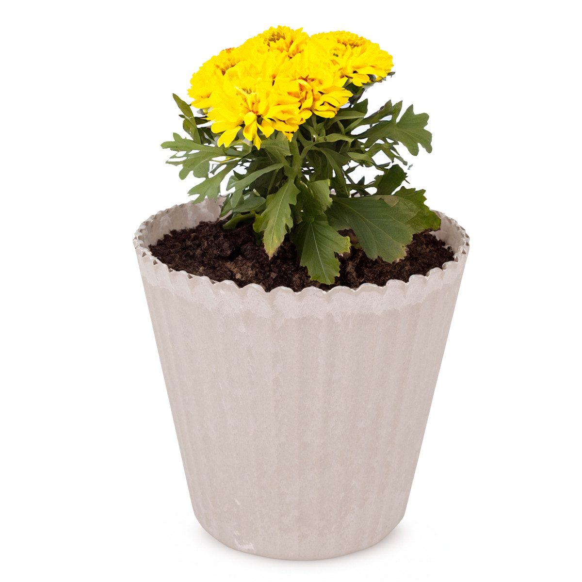 matches21 HOME & HOBBY Blumentopf Blumen-Topf sand beige geriffelt als Outdoor Pflanzen-Topf rund 20 cm (1 St), Pflanztopf als Wohnzimmer Übertopf und draussen Pflanzgefäß