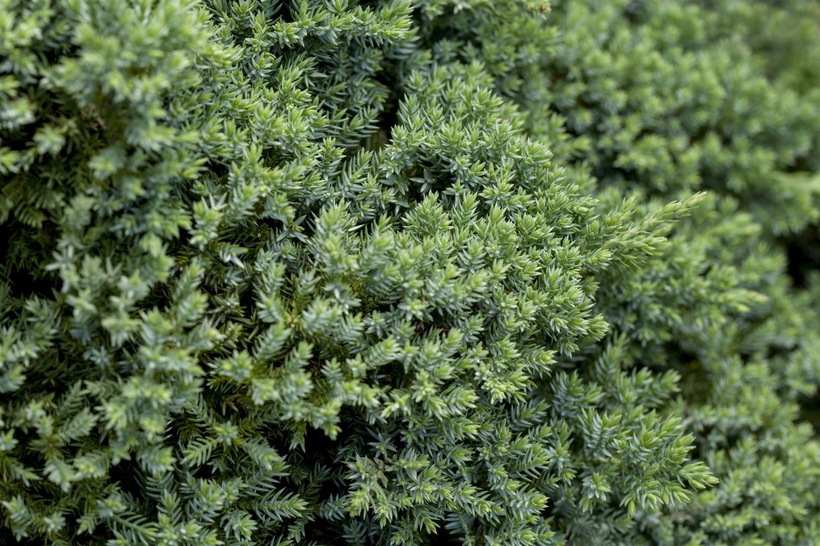 Pflanzen für Dich Konifere Juniperus procumbens Nana, 1 St., Kriech-Wacholder, Zwerg-Wacholder, kriechend, immergrün