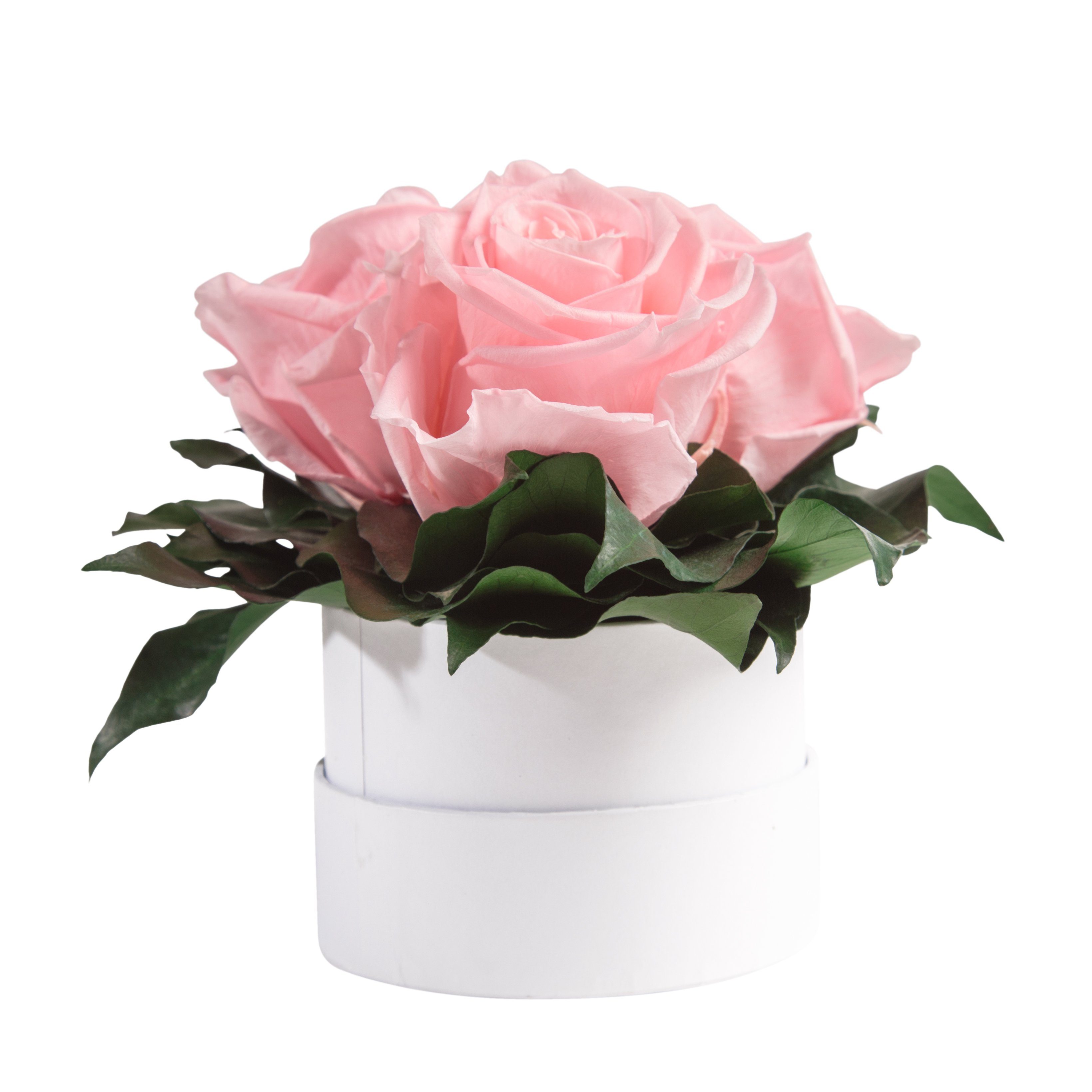 Kunstblume Infinity Rosenbox weiß rund 3 echte Rosen konserviert Rose, ROSEMARIE SCHULZ Heidelberg, Höhe 10 cm, Geschenk für Sie Rosen Rosa