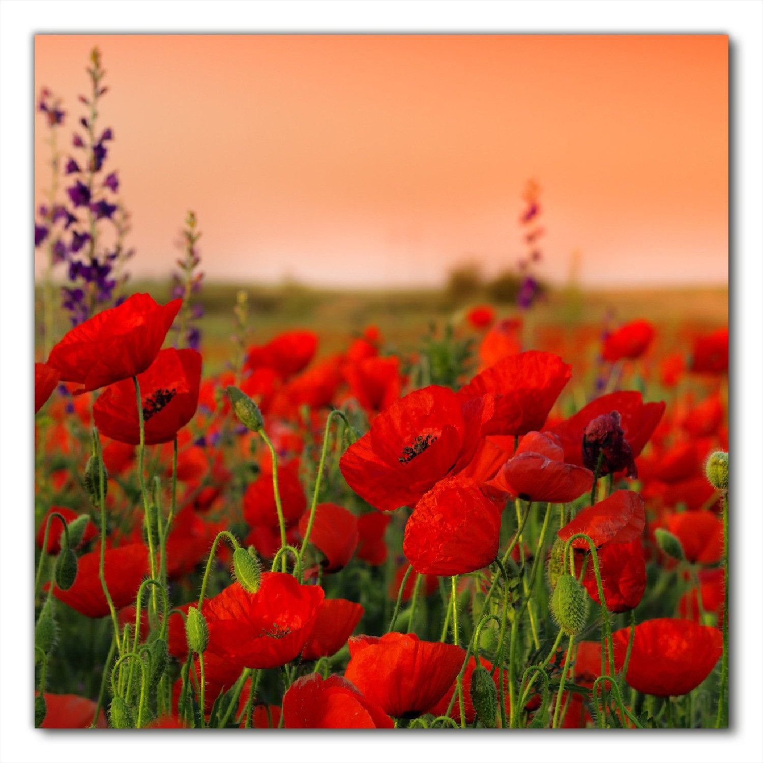 Wallario Möbelfolie Mohnblumen auf dem Feld