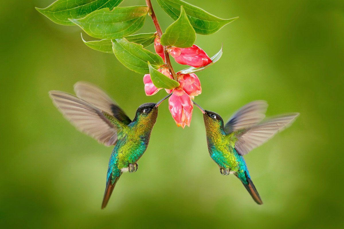 Papermoon Fototapete Kolibris