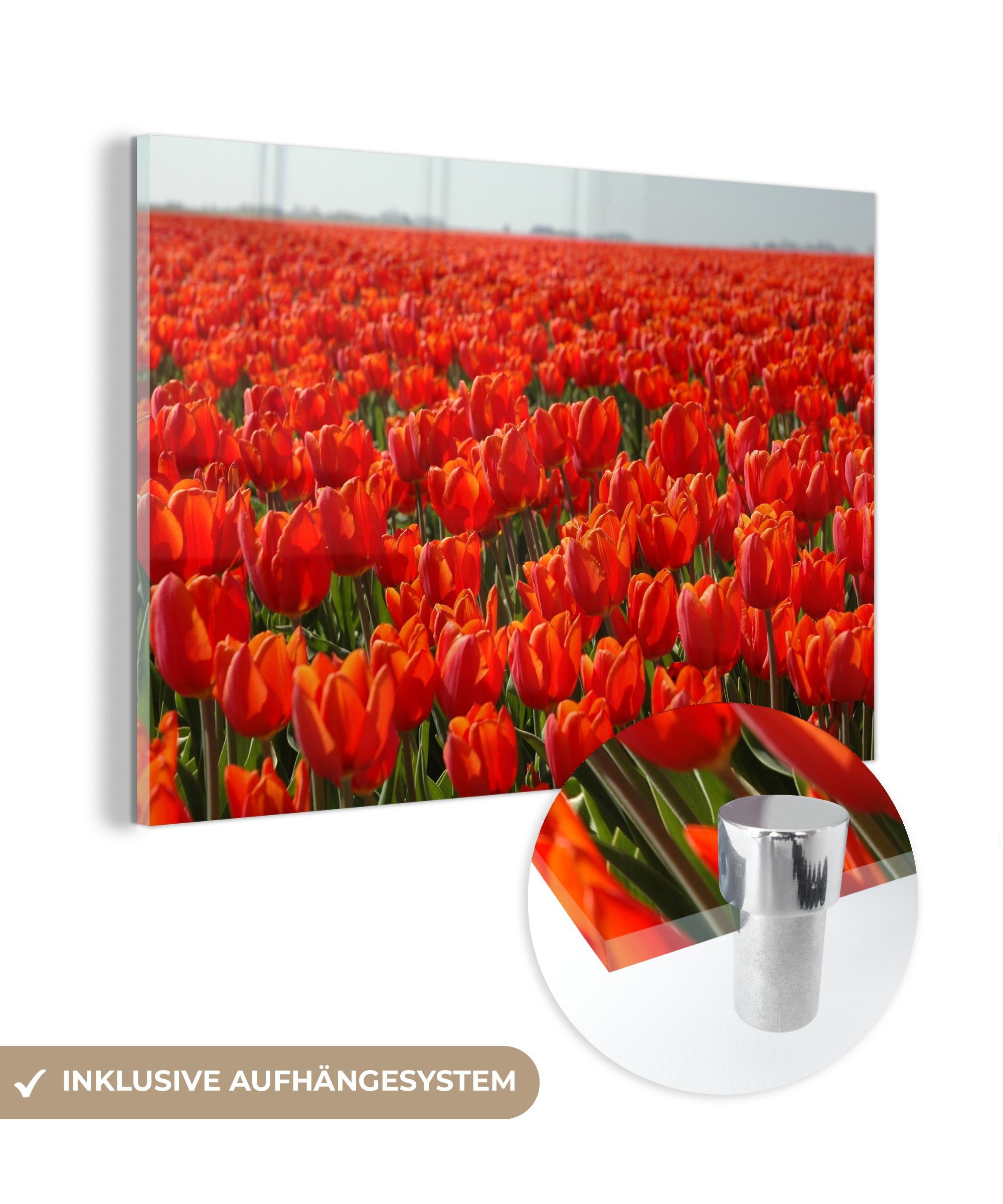 MuchoWow Acrylglasbild Ein großes Feld mit nur roten Tulpen, (1 St), Acrylglasbilder Wohnzimmer & Schlafzimmer