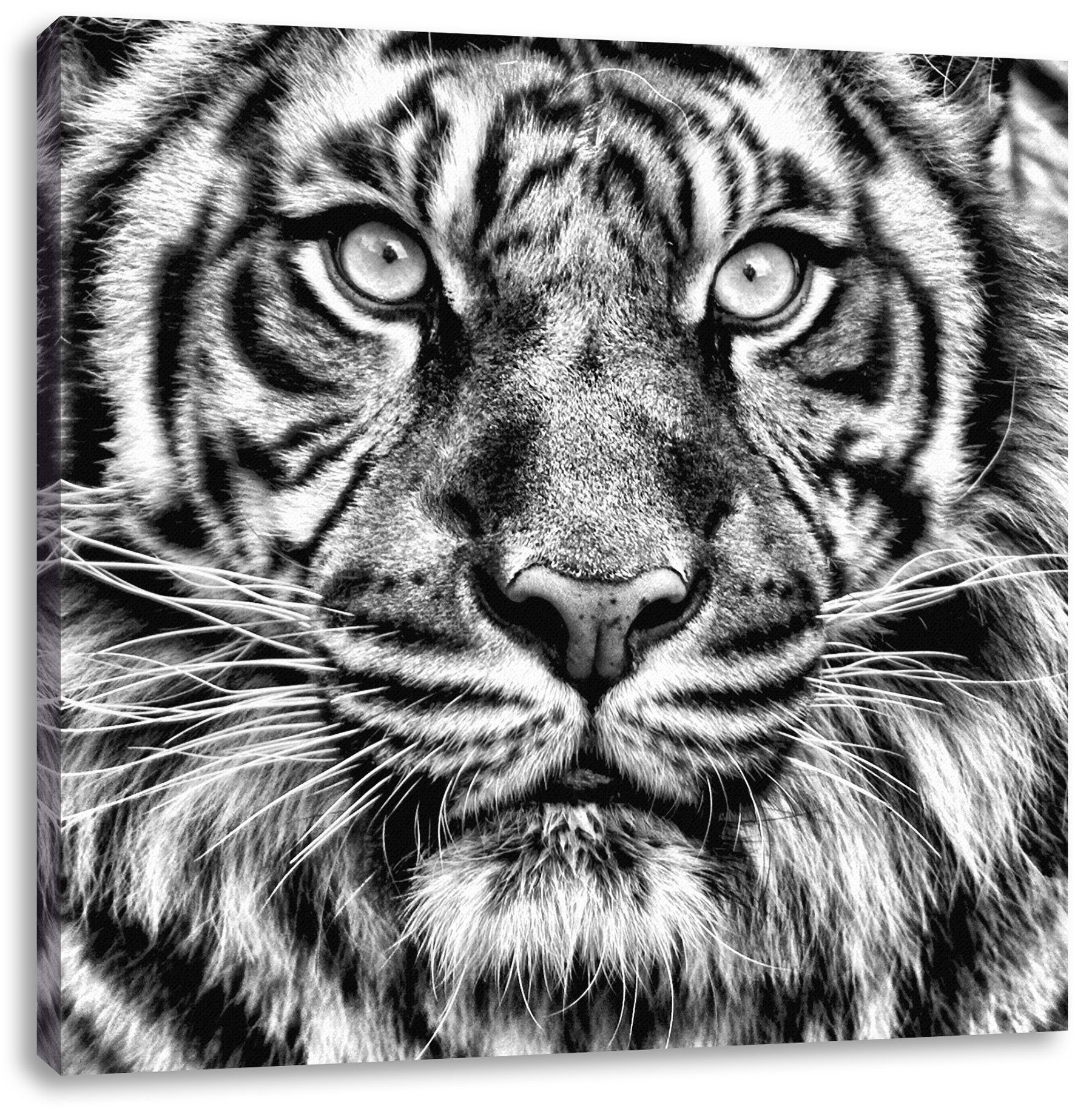 Pixxprint Leinwandbild Aufmerksamer Tiger, Aufmerksamer Tiger (1 St), Leinwandbild fertig bespannt, inkl. Zackenaufhänger