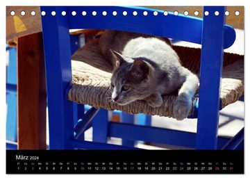 CALVENDO Wandkalender Katzensprung (Tischkalender 2024 DIN A5 quer), CALVENDO Monatskalender