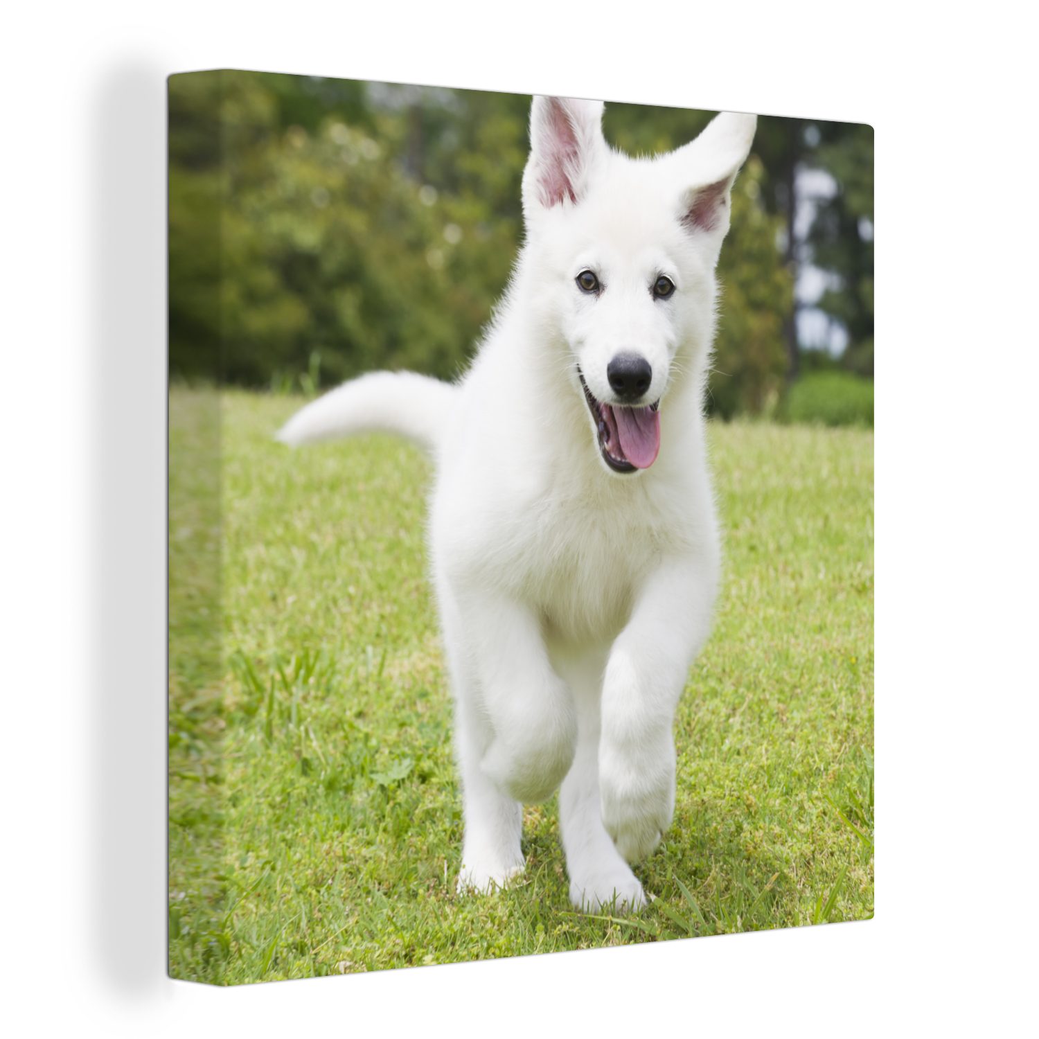 OneMillionCanvasses® Leinwandbild Ein weißer Bilder Schlafzimmer St), (1 Leinwand für Wohnzimmer Schäferhund Deutscher Welpe