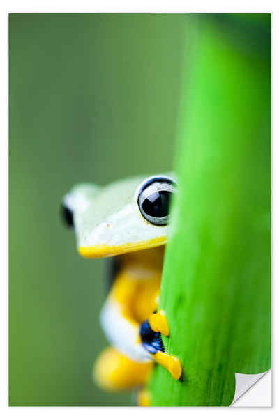 Posterlounge Wandfolie Editors Choice, Gelber Laubfrosch, Fotografie