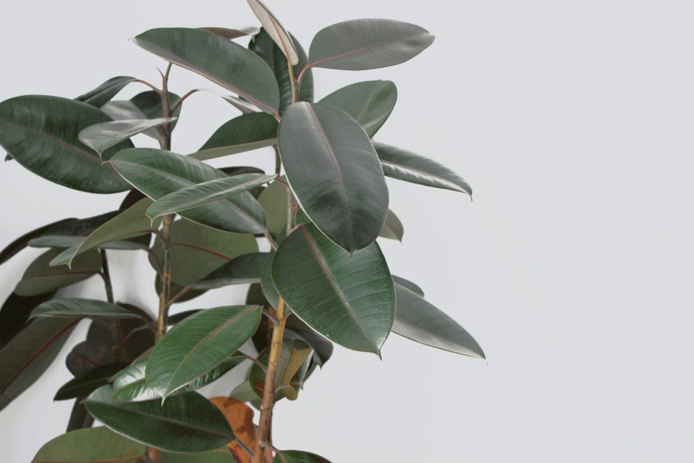 Bloomique Zimmerpflanze Bloomique - Ficus Elastica Robusta - Gummibaum - Zimmerpflanzen - Luft, 1 St. – Bild 3 von 3