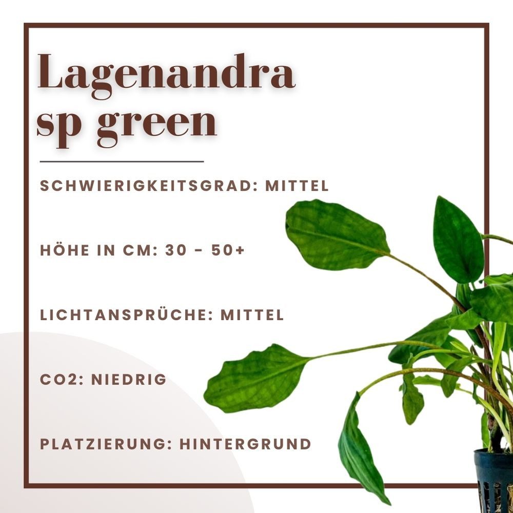 Aquaone Wasserpflanze Aquarium Pflanze Lagenandra sp green Topf Nr.304 günstig online kaufen