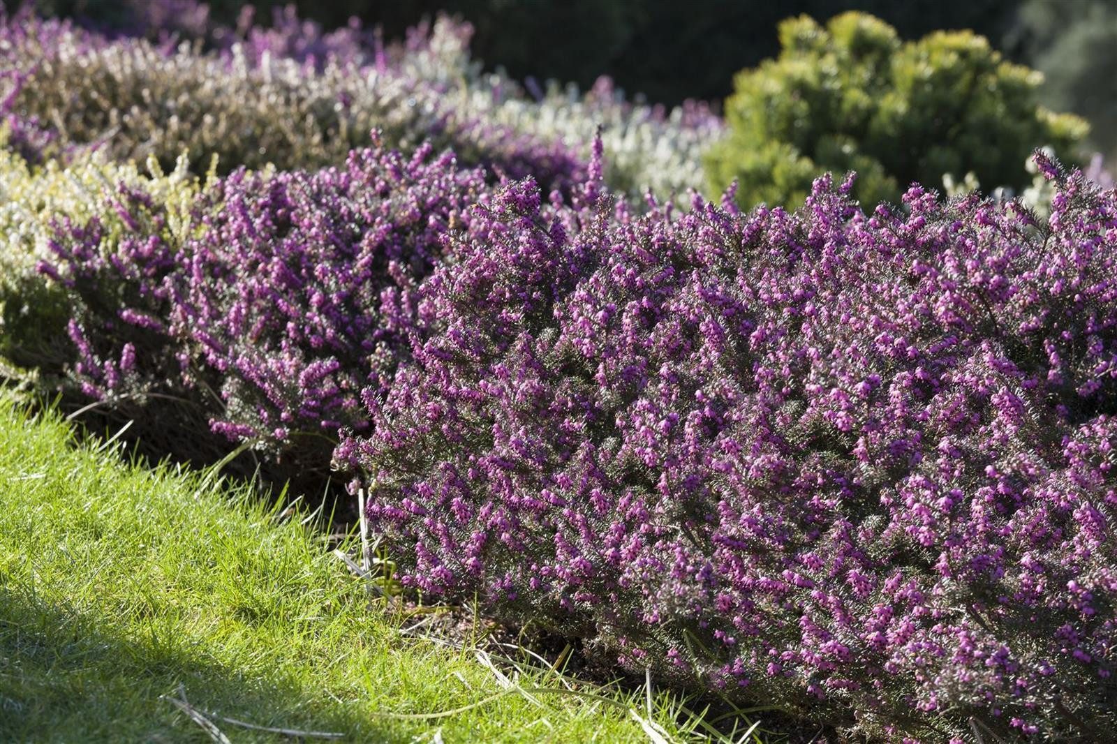 Pflanzen für Dich Gehölze Erica darleyensis, 1 St., Winterheide, Schneeheide, Darley-Heide