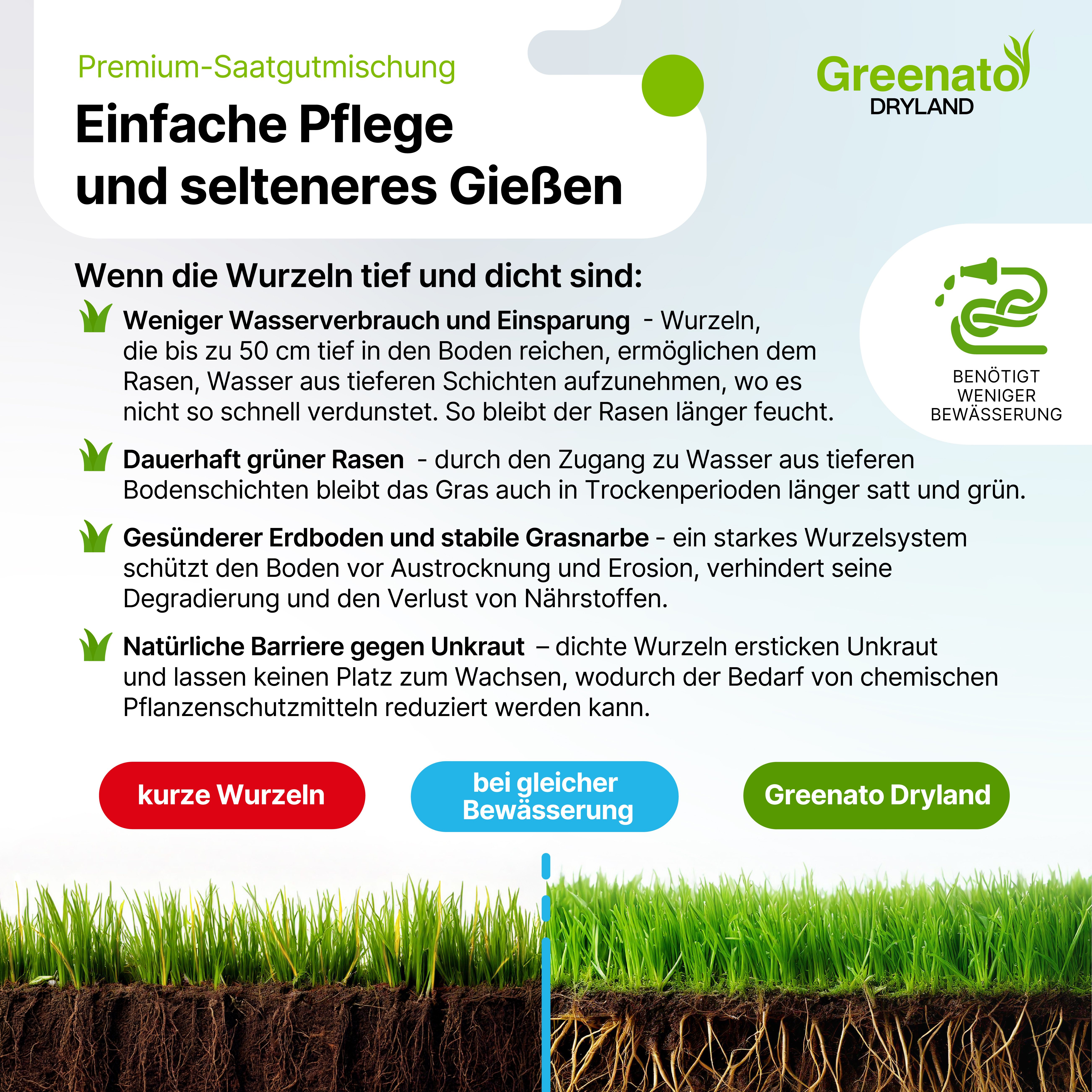 Greenato Rasensamen Dryland dürreresistenter Trockenrasen, 5 kg, – Grassamen schnellkeimend Frühjahr und Herbst – Bild 4 von 5