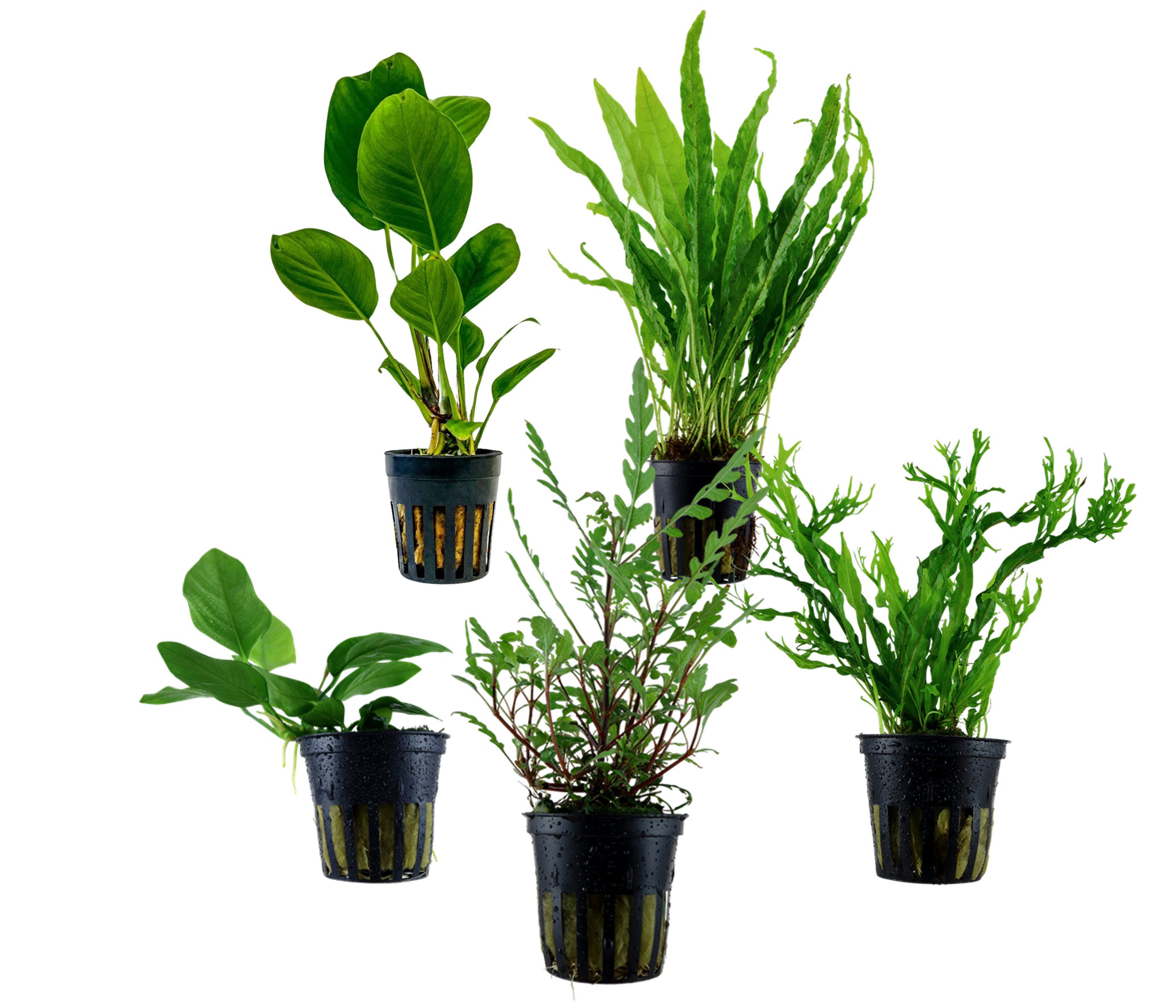 Dehner Wasserpflanze Aquarienpflanzen Set, 5-teilig, bunter Topf 217, je ca. 3-20 cm, robuste Wasserpflanzen für Süßwasser Aquarien
