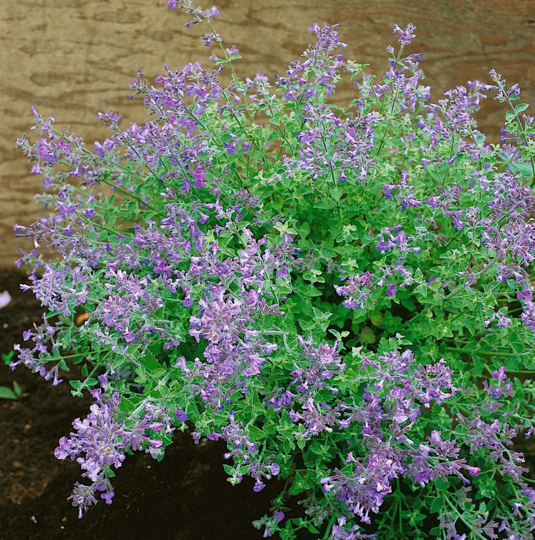 Pflanzen für Dich Staude Nepeta faassenii Kit Cat, 1 St., Katzenminze, Blaue Katzenminze