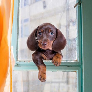 AUKUU Wandtattoo 20*30cm Große Ohren Hund Tier elektrostatische, Fensteraufkleber Fensterglasaufkleber Wandaufkleber doppelseitige