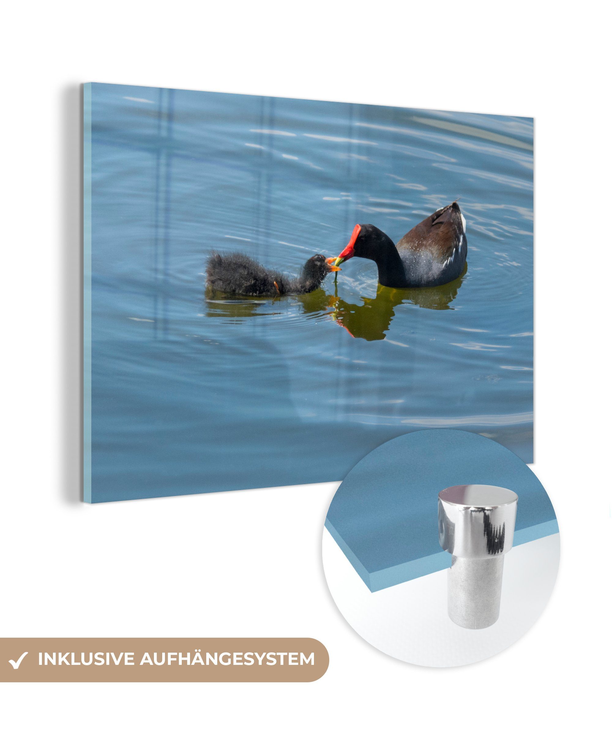 MuchoWow Acrylglasbild Ein Teichhuhn füttert sein Küken im Wasser, (1 St), Acrylglasbilder Wohnzimmer & Schlafzimmer