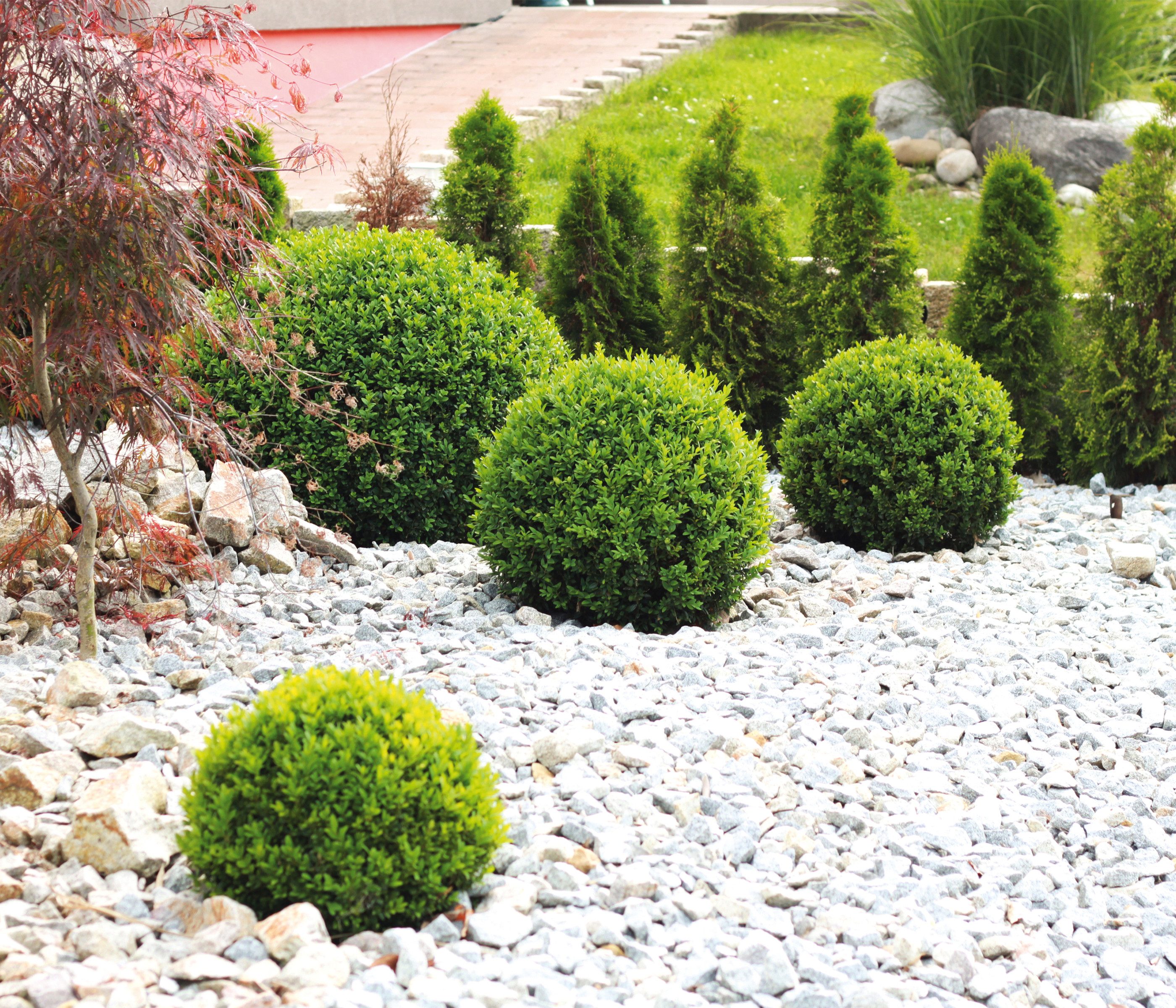 Dehner Hecken Thuja Smaragd, Thuja occidentalis, gleichmäßiger kegelförmiger Wuchs, Lebensbaum, Solitär und Sichtschutzbepflanzung