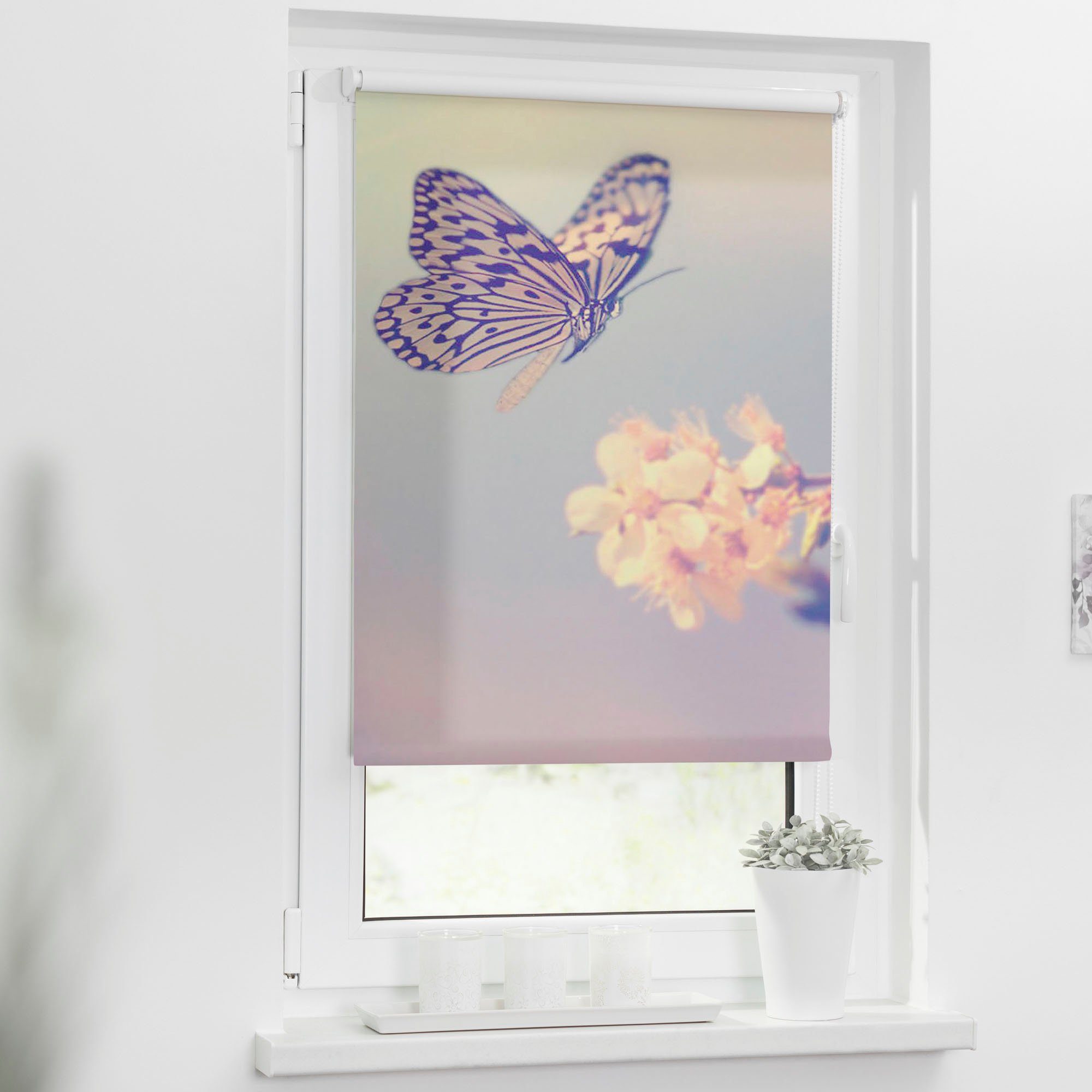 Seitenzugrollo Klemmfix Motiv Schmetterling, LICHTBLICK ORIGINAL, günstig online kaufen