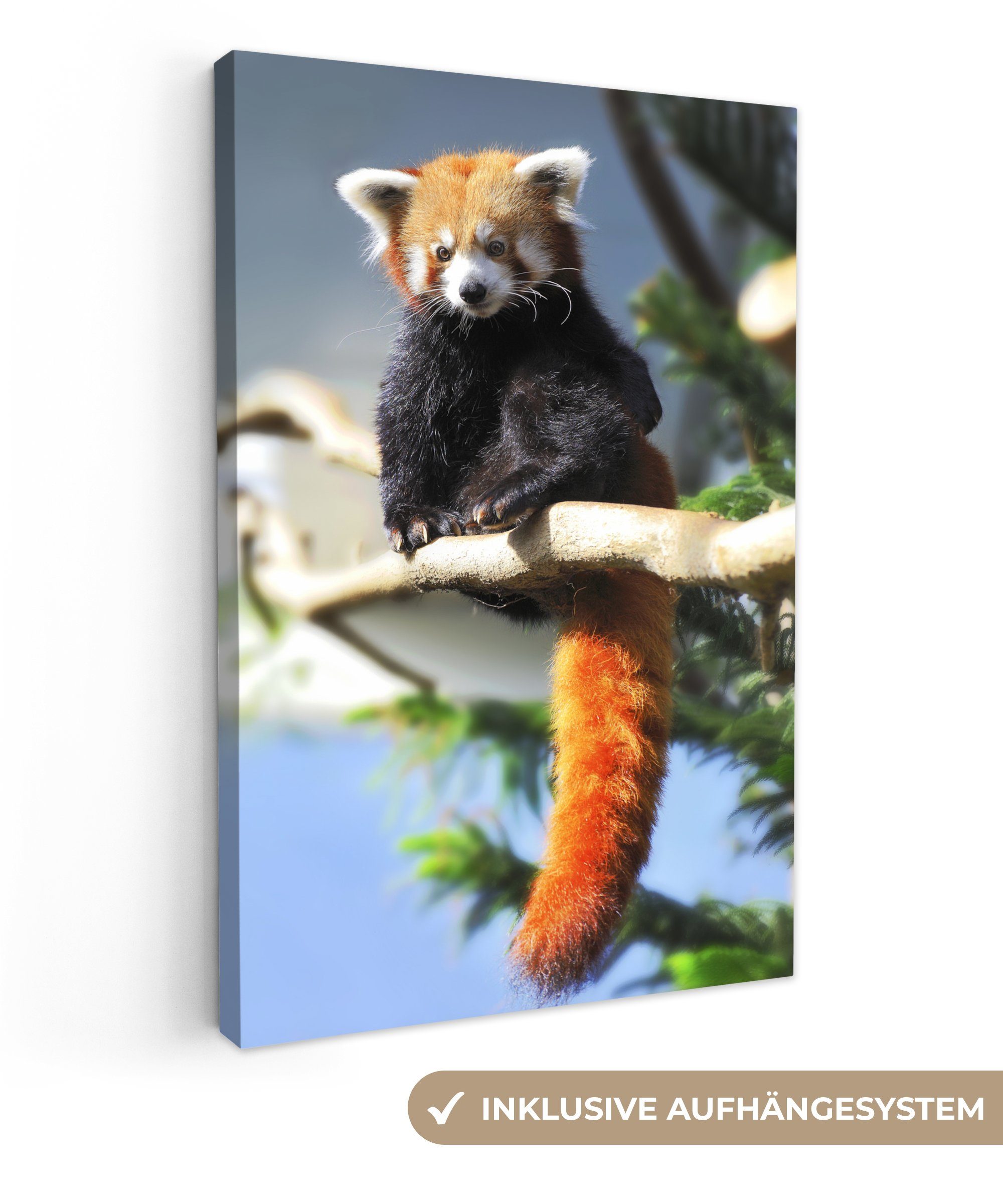 OneMillionCanvasses® Leinwandbild Roter Panda - Sonne - Zweig, (1 St), Leinwandbild fertig bespannt inkl. Zackenaufhänger, Gemälde, 20x30 cm