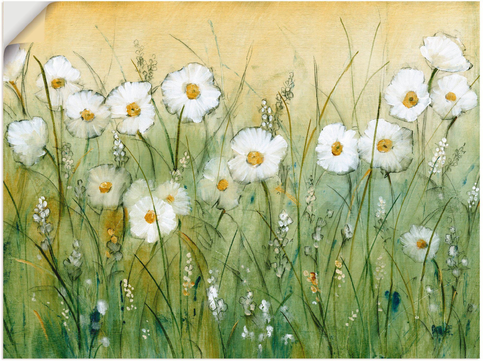 Artland Wandbild Gänseblümchenfrühling II, Blumen (1 günstig online kaufen