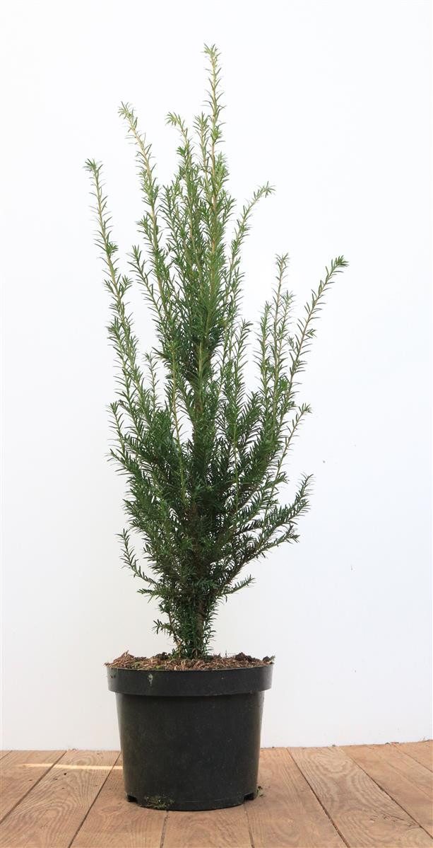 Pflanzen für Dich Konifere Taxus baccata, 1 St., Eibe, Gemeine Eibe, Europäische Eibe, immergrün, schnittverträglich