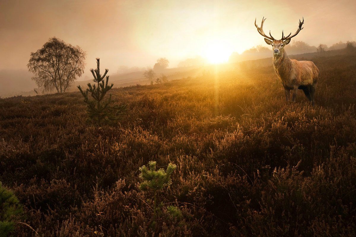 Papermoon Fototapete Hirsch in Landschaft günstig online kaufen