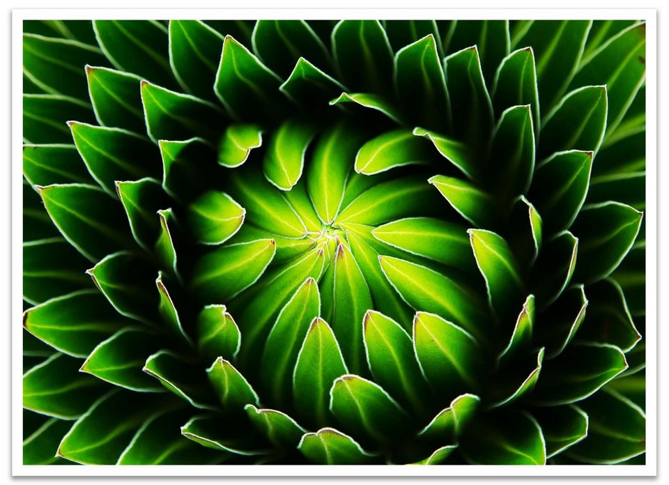 wandmotiv24 Poster Pflanze, Kaktus, grün, Natur (1 St), Wandbild, Wanddeko,  Poster in versch. Größen