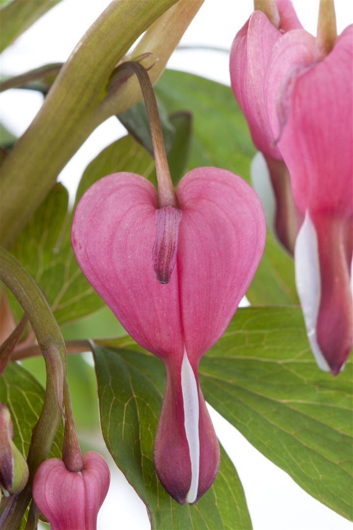 Pflanzen für Dich Staude Dicentra spectabilis, 1 St., Tränendes Herz, Herzblume – Bild 5 von 5