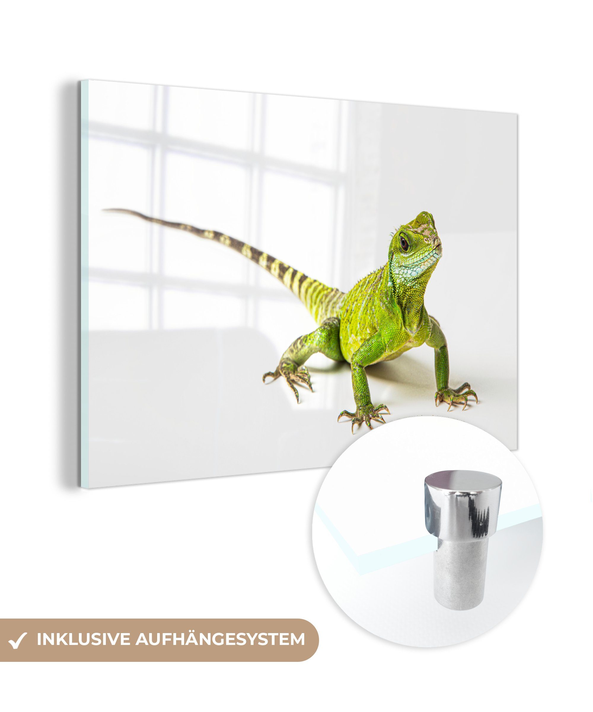 Acrylglasbilder MuchoWow Wohnzimmer - Weiß, Schlafzimmer - St), & Reptil (1 Eidechse Acrylglasbild