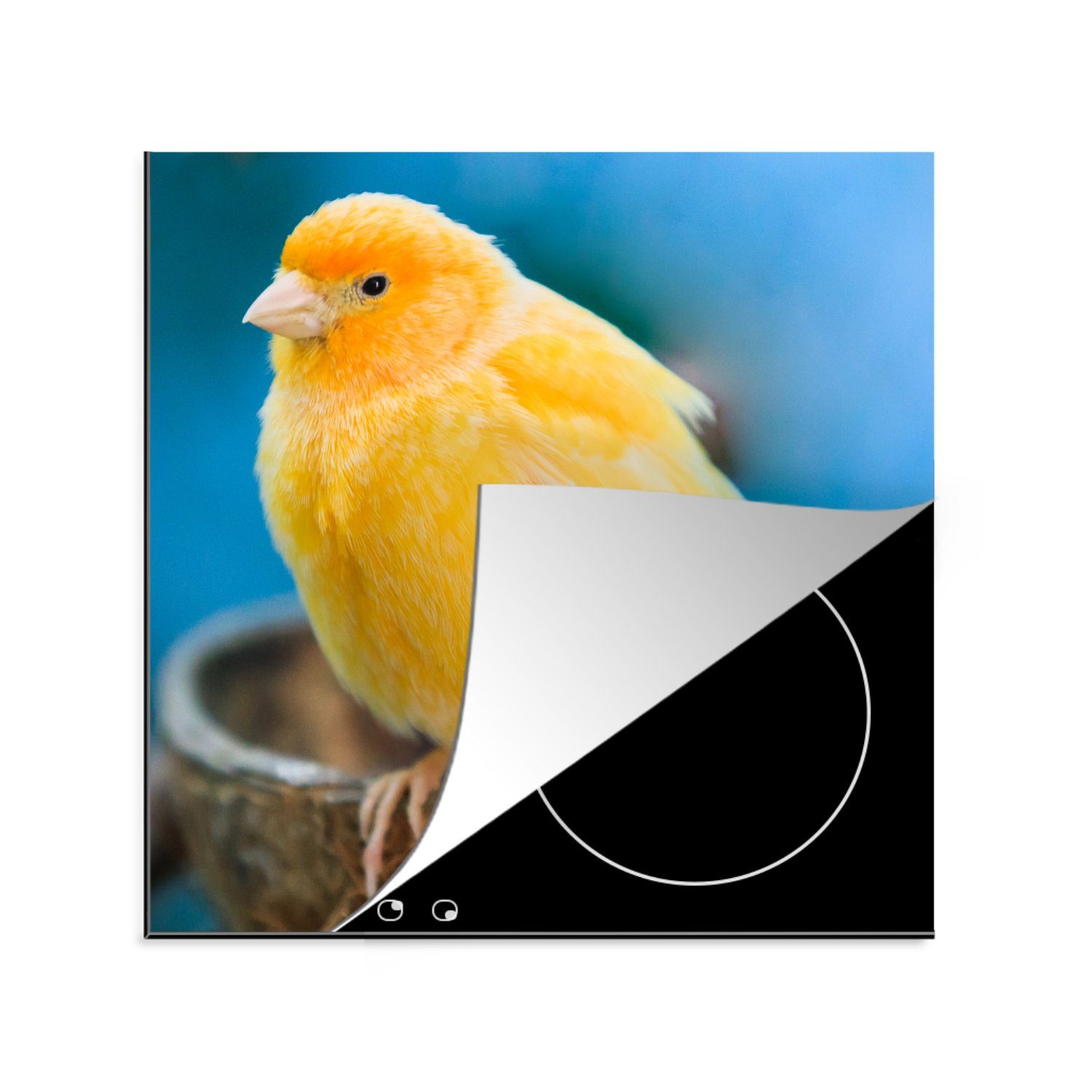 MuchoWow Herdblende-/Abdeckplatte Leuchtend gelber europäischer Kanarienvogel, der bei seinem Nest sitzt, Vinyl, (1 tlg), 78x78 cm, Ceranfeldabdeckung, Arbeitsplatte für küche