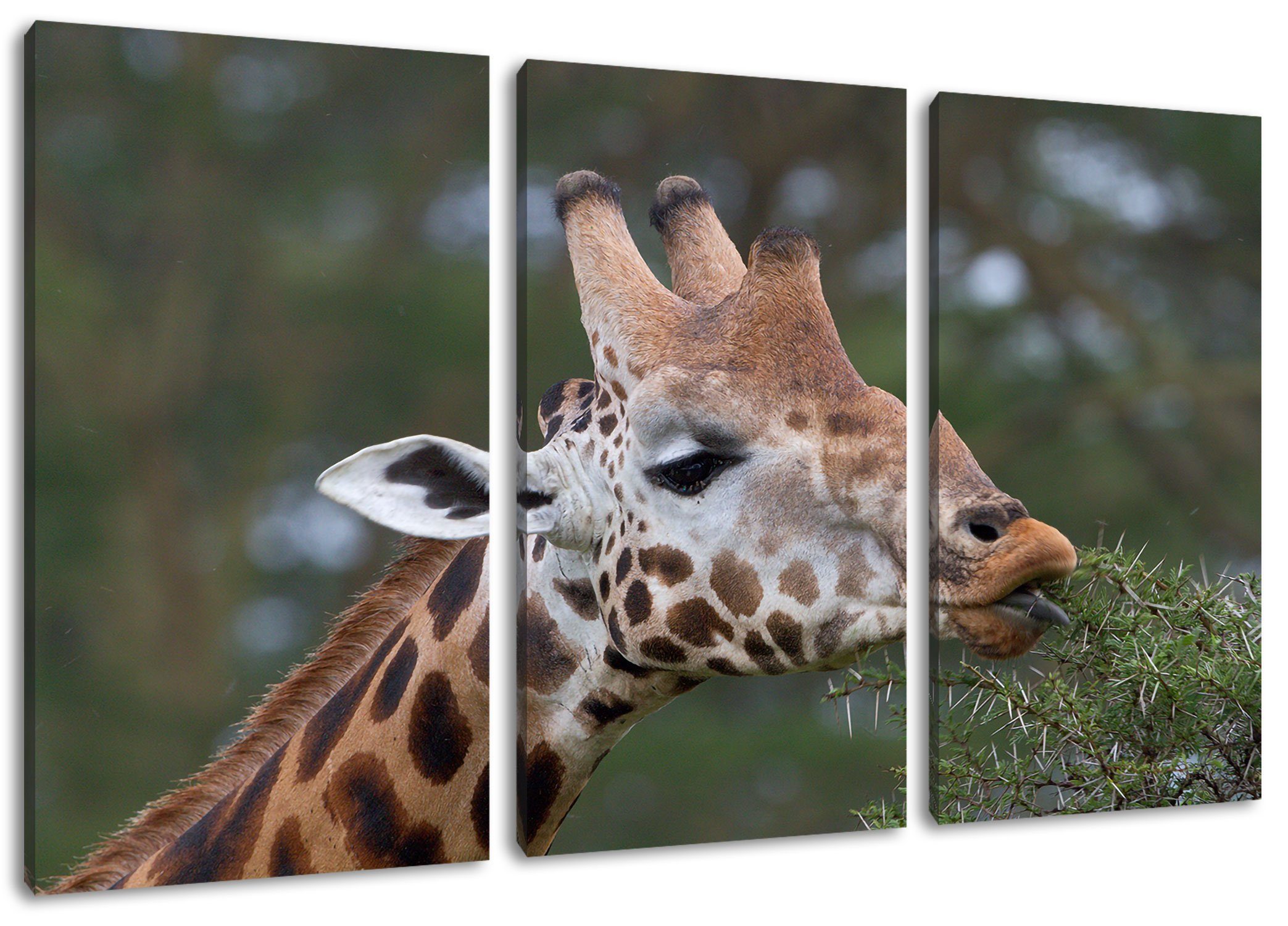 Zackenaufhänger 3Teiler schöne Pixxprint bespannt, St), Fressen, Leinwandbild Leinwandbild (1 beim Giraffe schöne Fressen Giraffe inkl. beim fertig (120x80cm)
