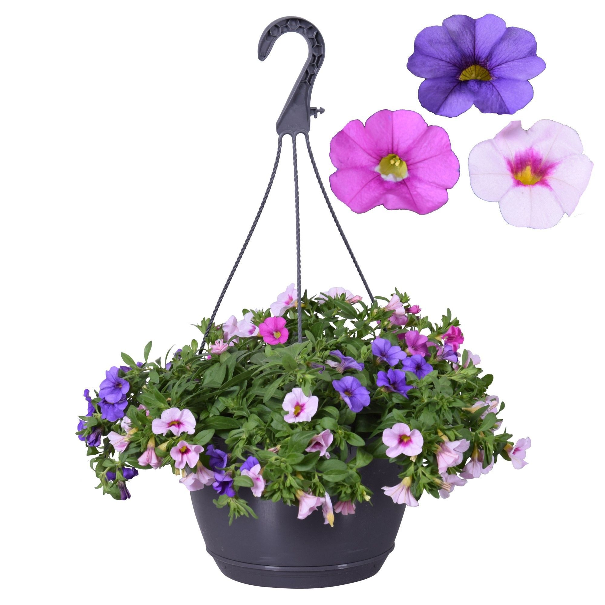 Exotenherz Balkonpflanze Calibrachoa "Karneval" 3 Farben in einem Topf rosa weiss blau