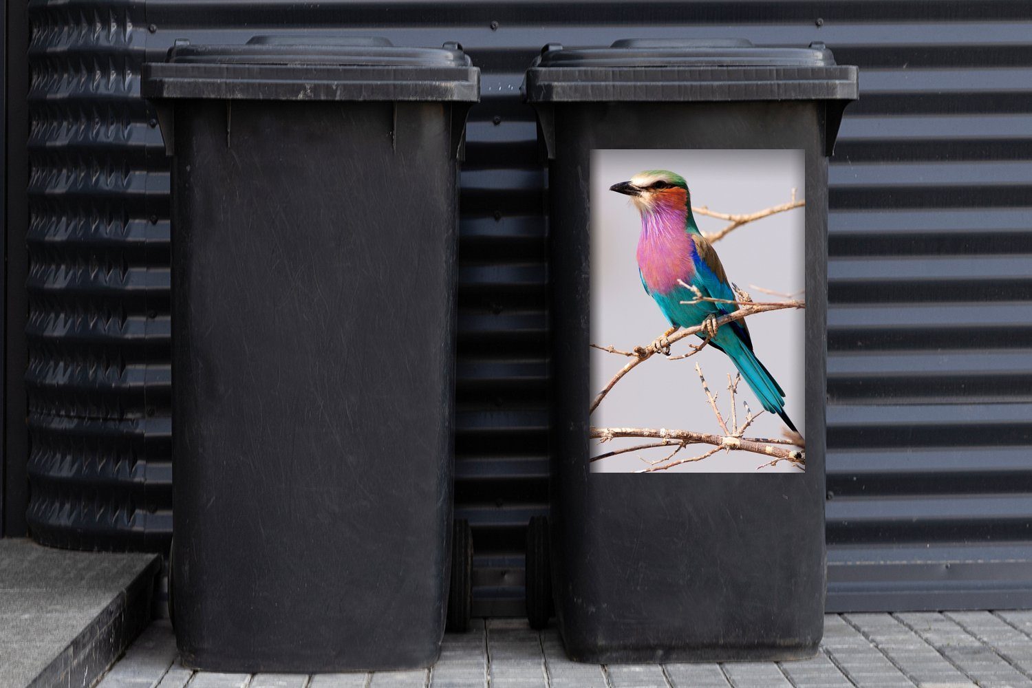 MuchoWow Wandsticker Abfalbehälter St), Gabelschwanzwachtel sitzend auf Container, Mülltonne, Ast einem (1 Mülleimer-aufkleber, Sticker,
