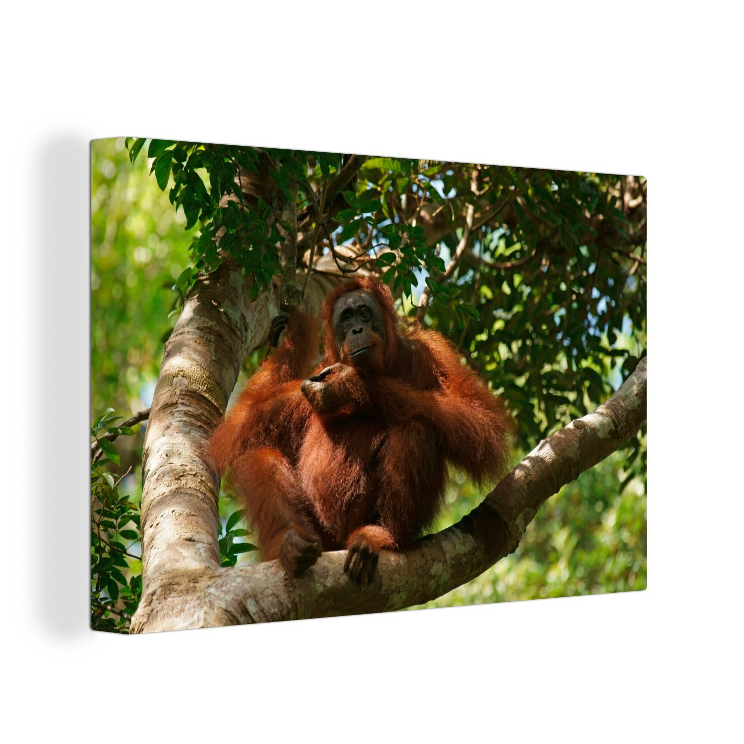 OneMillionCanvasses® Leinwandbild Orang-Utan sitzend Aufhängefertig, cm St), Borneo, (1 Puting in Leinwandbilder, Tanjung Wandbild von in den Bäumen Wanddeko, 30x20