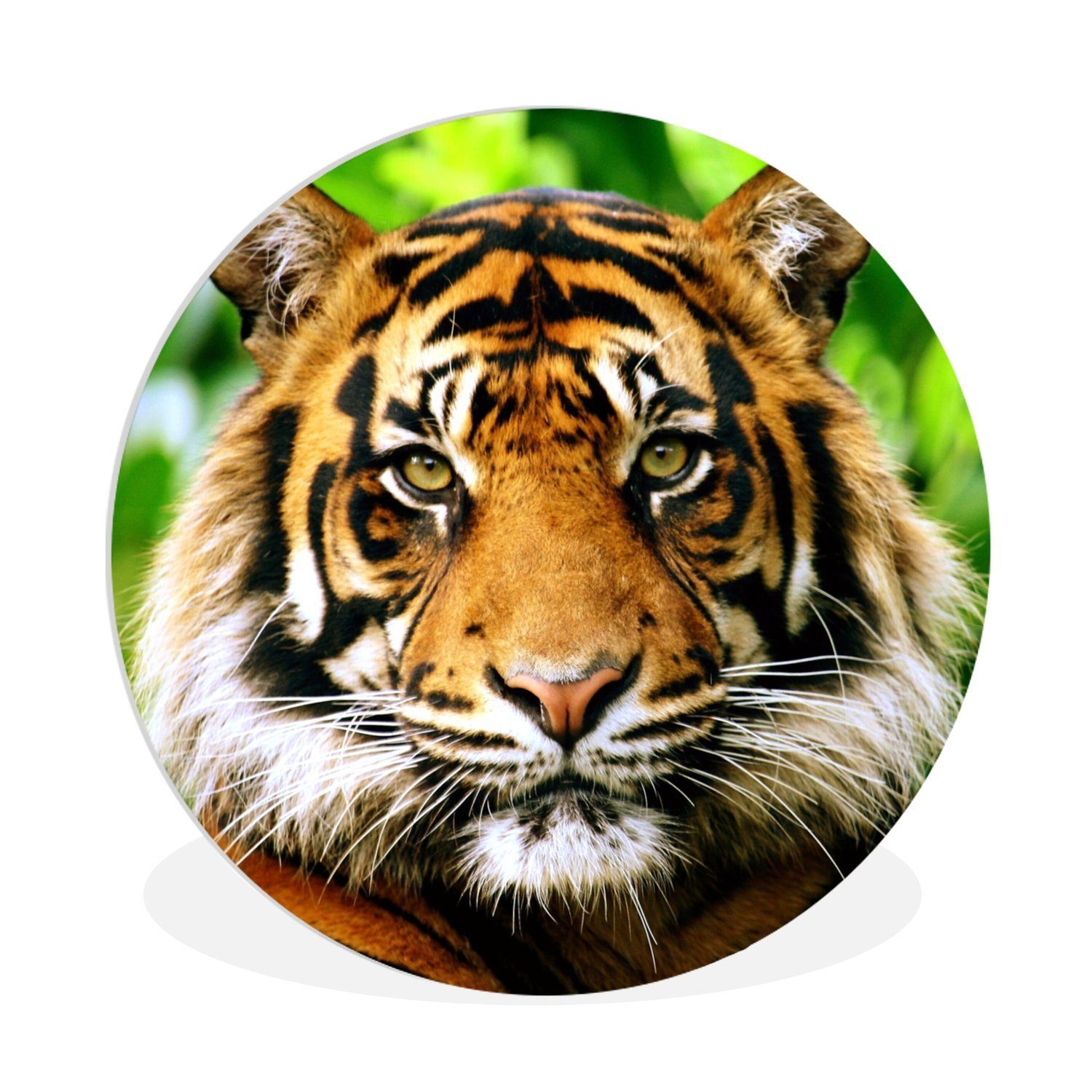 MuchoWow Gemälde Porträt eines Sumatra-Tigers im Dschungel, (1 St), Kreis Wanddekoration Forex, Rundes Wandbild, Wohnzimmer, 30x30 cm