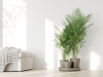 ECOPOTS Blumentopf Dubai Taupe, für innen und außen: frostsicher, bruchsicher und lichtbeständig