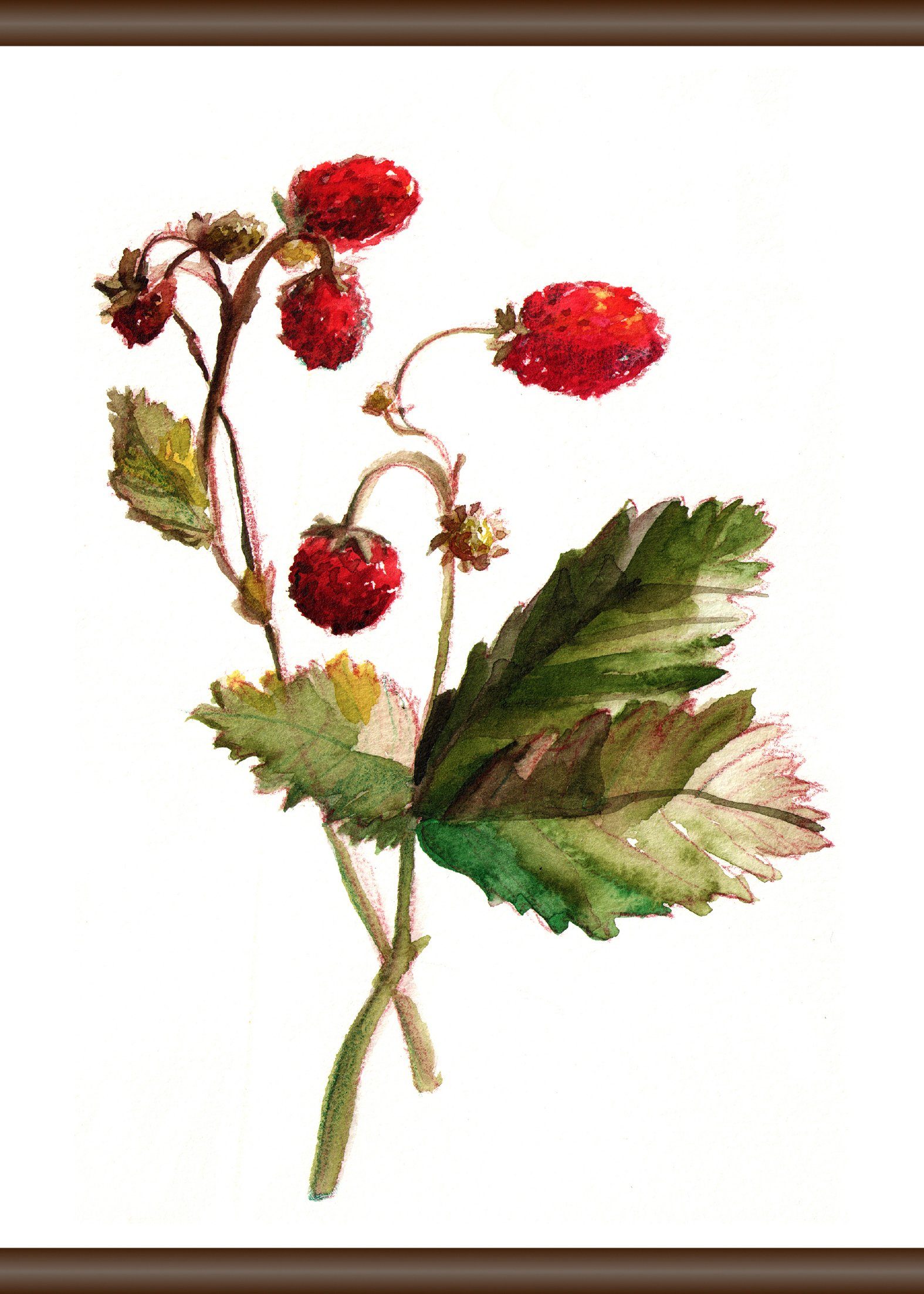 Luxusgütermarkt queence Leinwandbild Erdbeer Pflanze, 50x70 cm