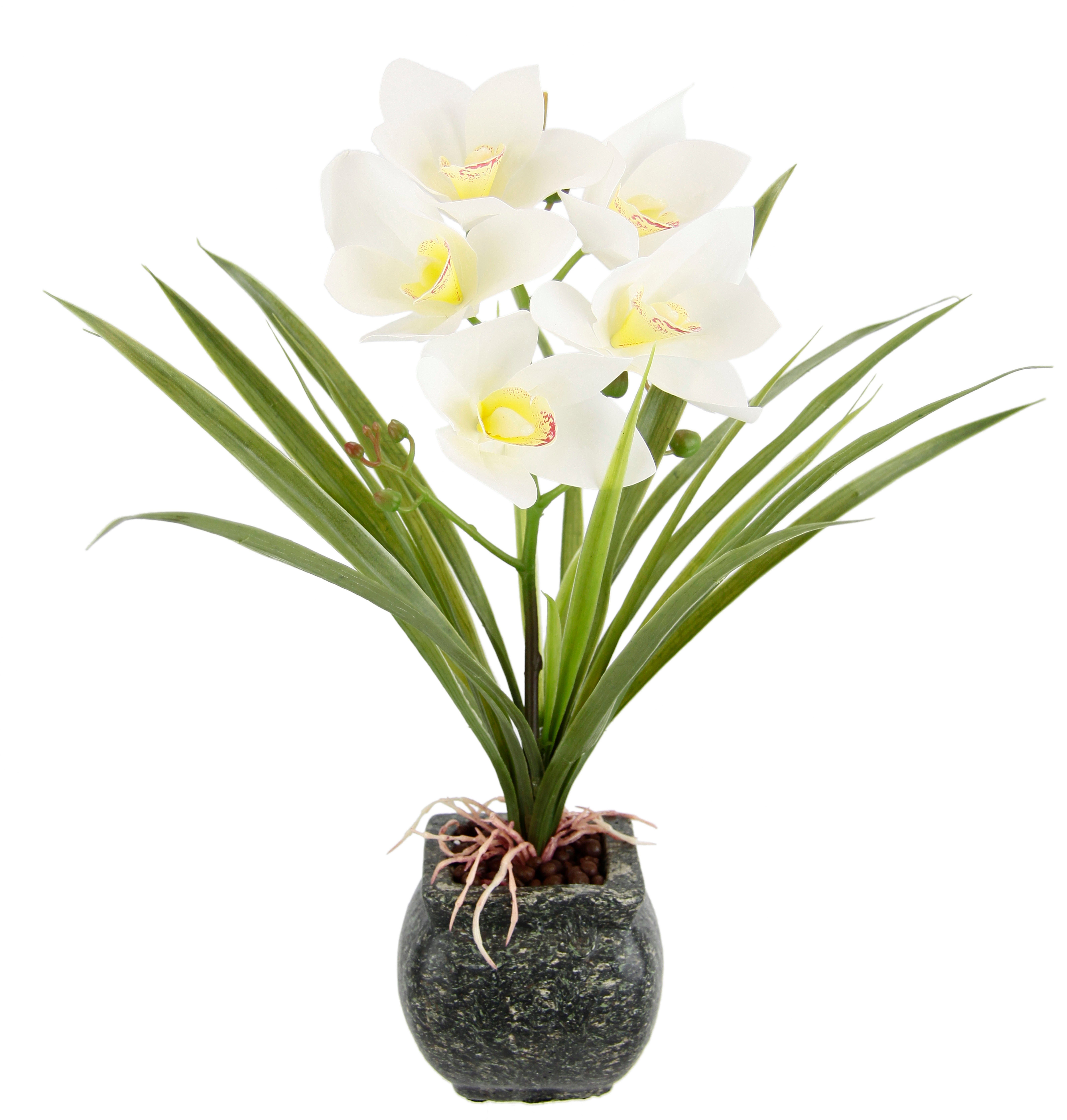Kunstblume Orchidee, my home, Höhe 40 cm, Mit Blätter im Topf aus Zement Künstliche Blume Cymbidium-Orchidee Creme