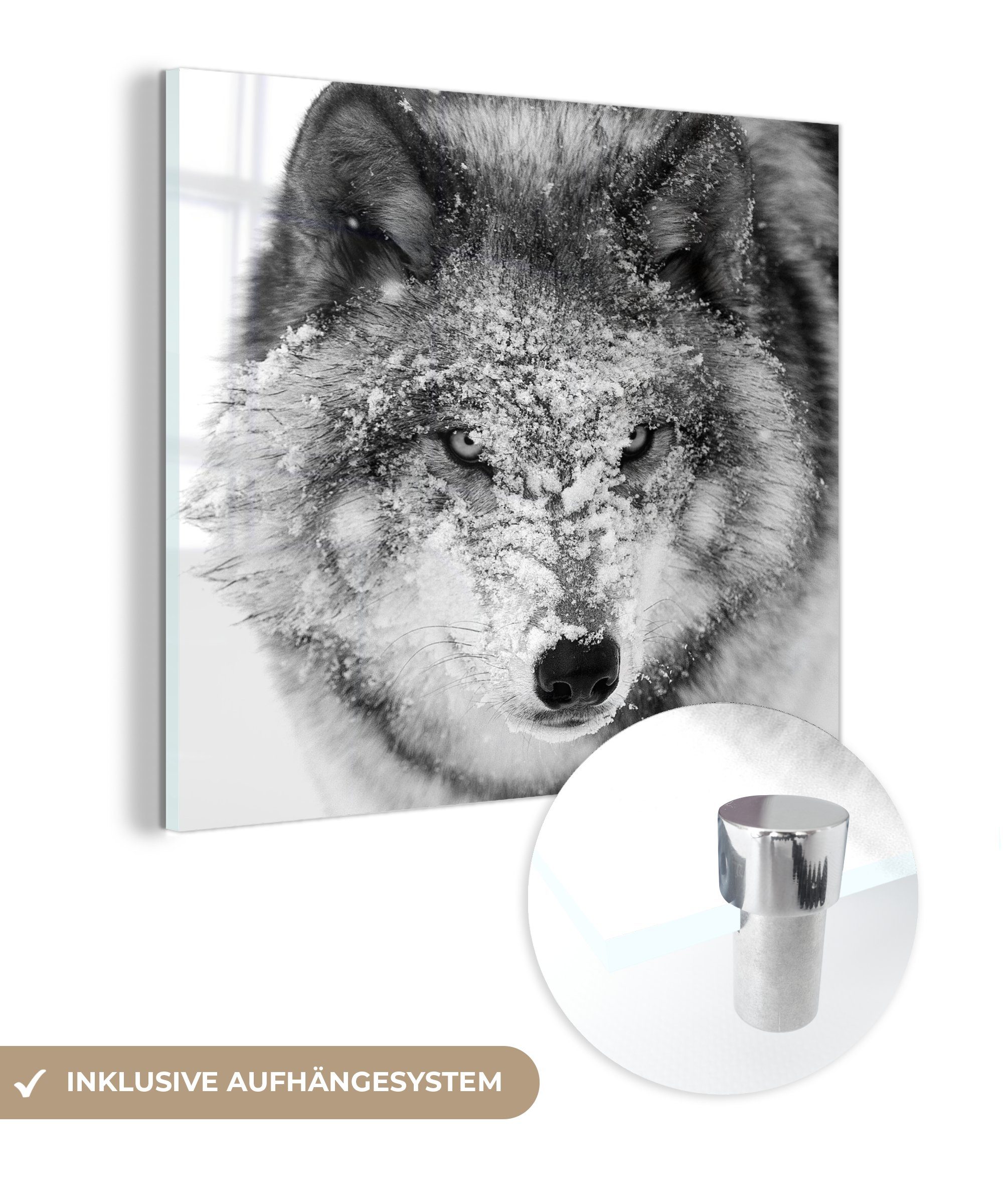 MuchoWow Acrylglasbild Wolf mit verschneitem Kopf in schwarz-weiß, (1 St), Glasbilder - Bilder auf Glas Wandbild - Foto auf Glas - Wanddekoration