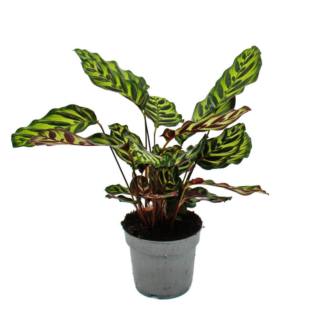 Exotenherz Zimmerpflanze Schattenpflanze Calathea makoyana Korbmarante 14cm günstig online kaufen
