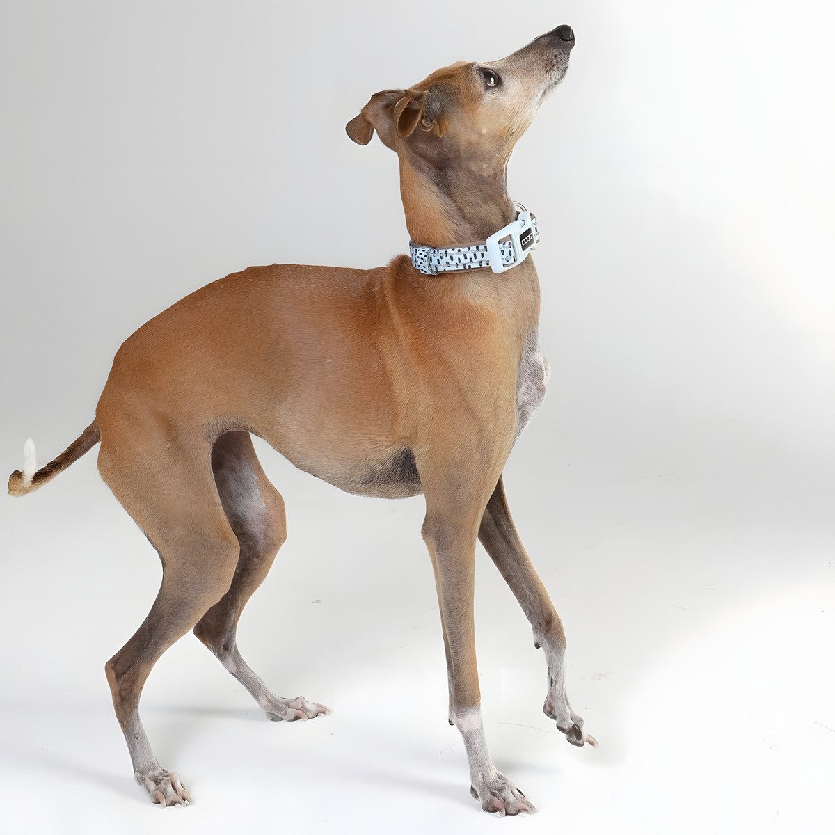 DOOG Hunde-Halsband Halsband Dash blau/grau