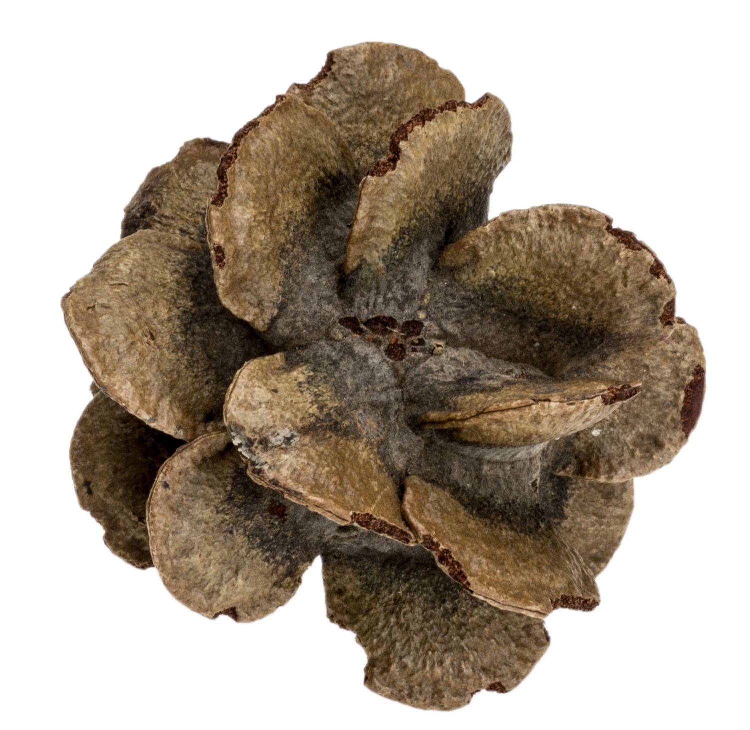 NaDeco Bastelnaturmaterial Banksia Zapfen, Graugrün, 5-7 cm Trockendeko Fruchtstand