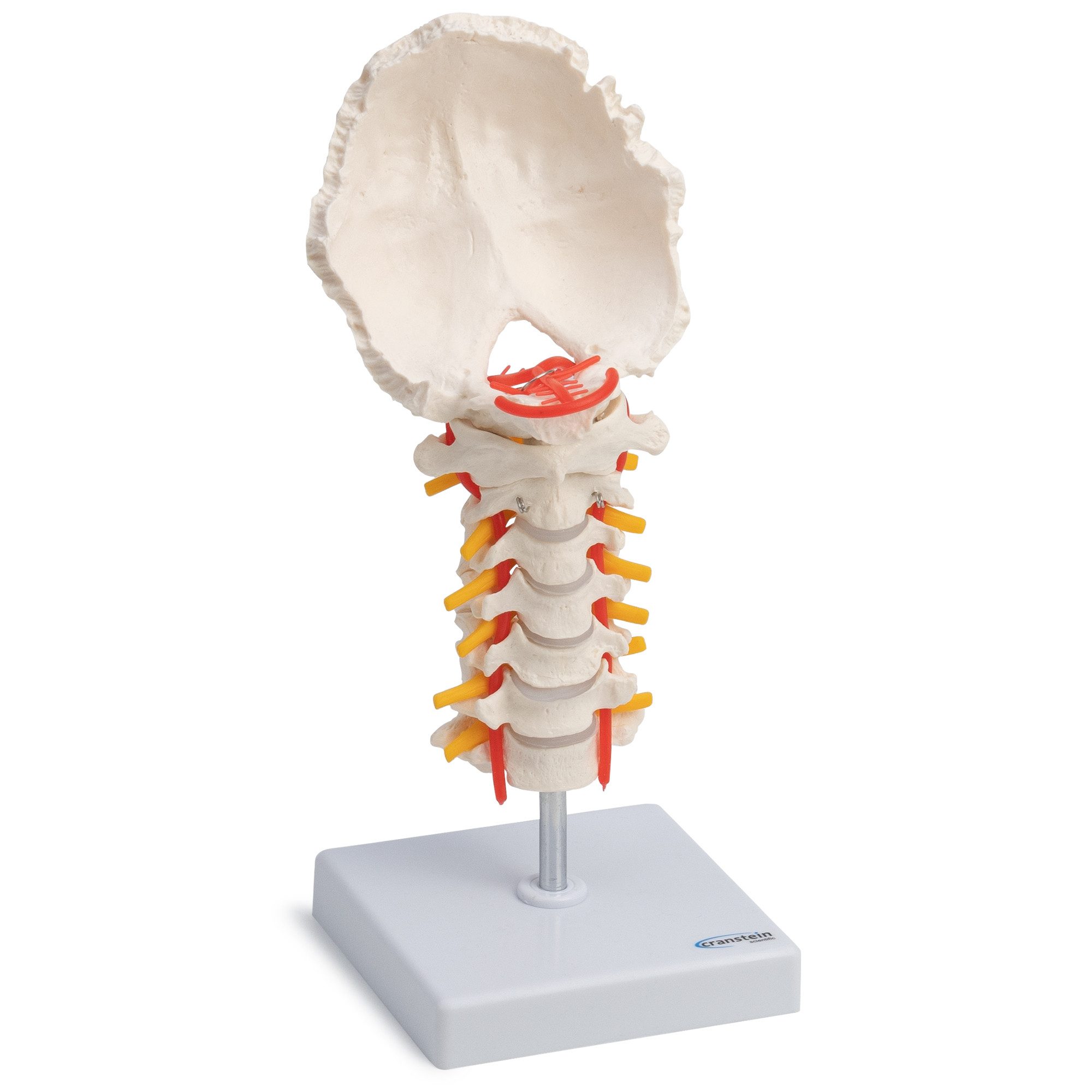Cranstein Scientific Dekoobjekt Halswirbelsäule Anatomie Modell lebensgroß Hinterhauptschuppe beweglic