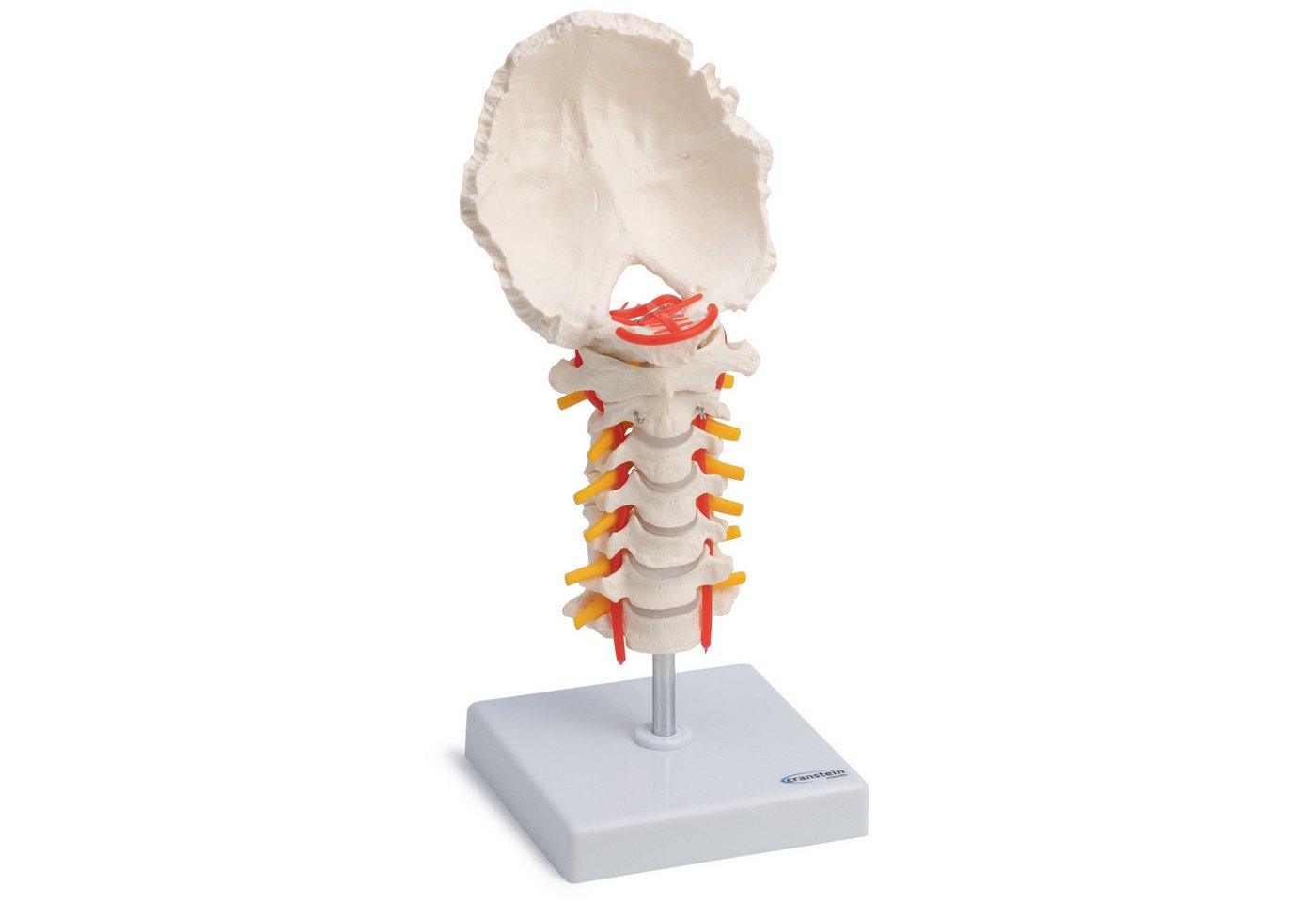 Cranstein Scientific Dekoobjekt Halswirbelsäule Anatomie Modell lebensgroß Hinterhauptschuppe beweglic