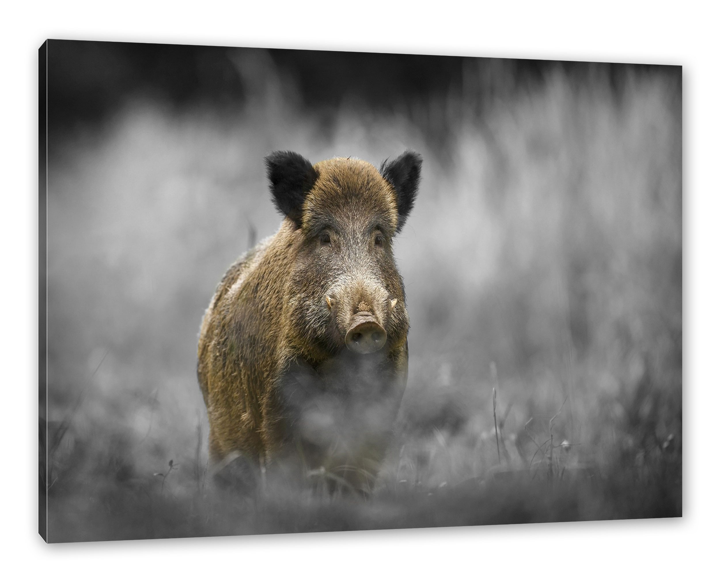 Pixxprint Leinwandbild einsames Wildschwein im Wald, einsames Wildschwein im Wald (1 St), Leinwandbild fertig bespannt, inkl. Zackenaufhänger