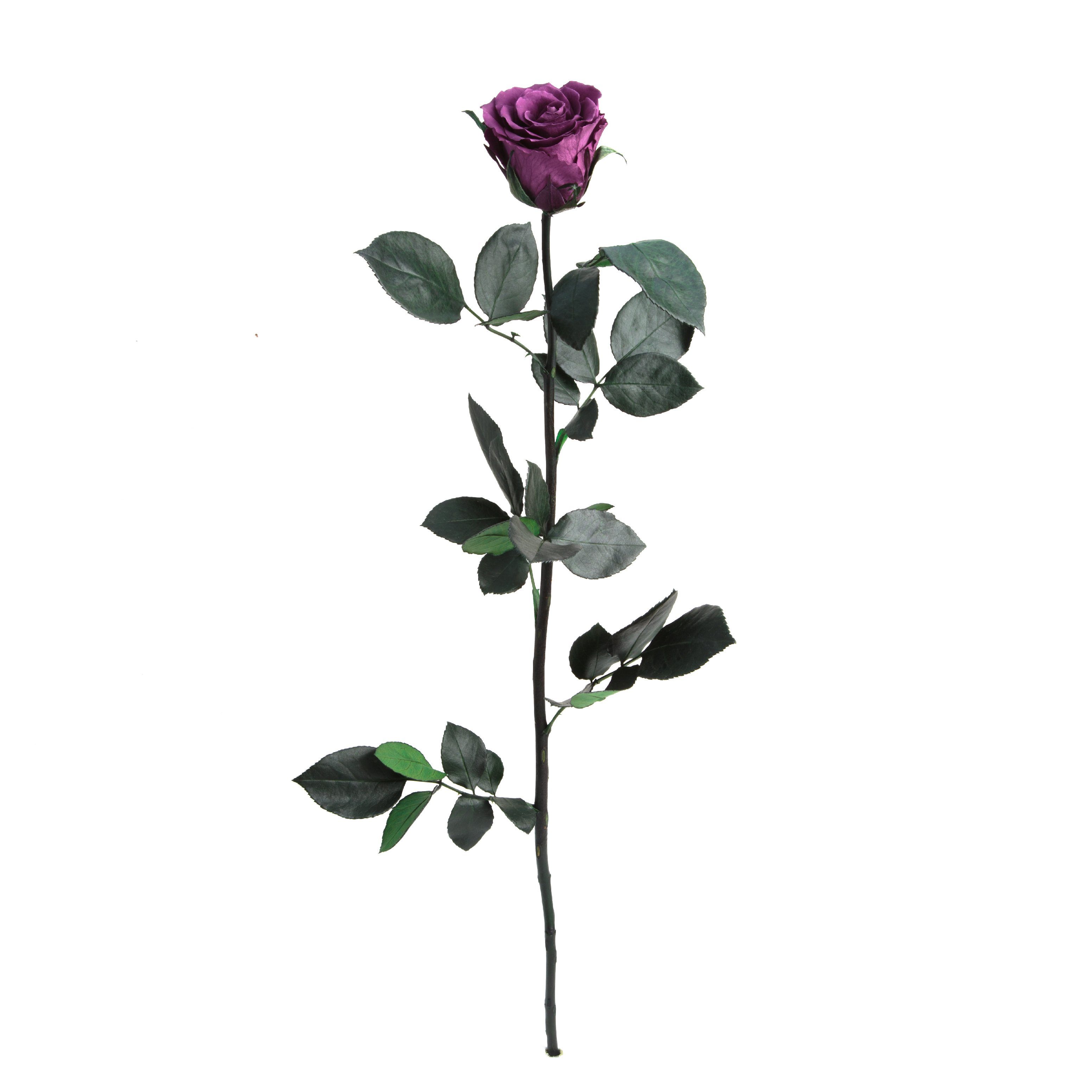 Kunstblume Ewige Rose konserviert mit Stiel echte haltbare Blume Rose, ROSE günstig online kaufen