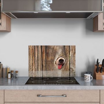 DEQORI Küchenrückwand 'Neugierige Hundeschnauze', Glas Spritzschutz Badrückwand Herdblende