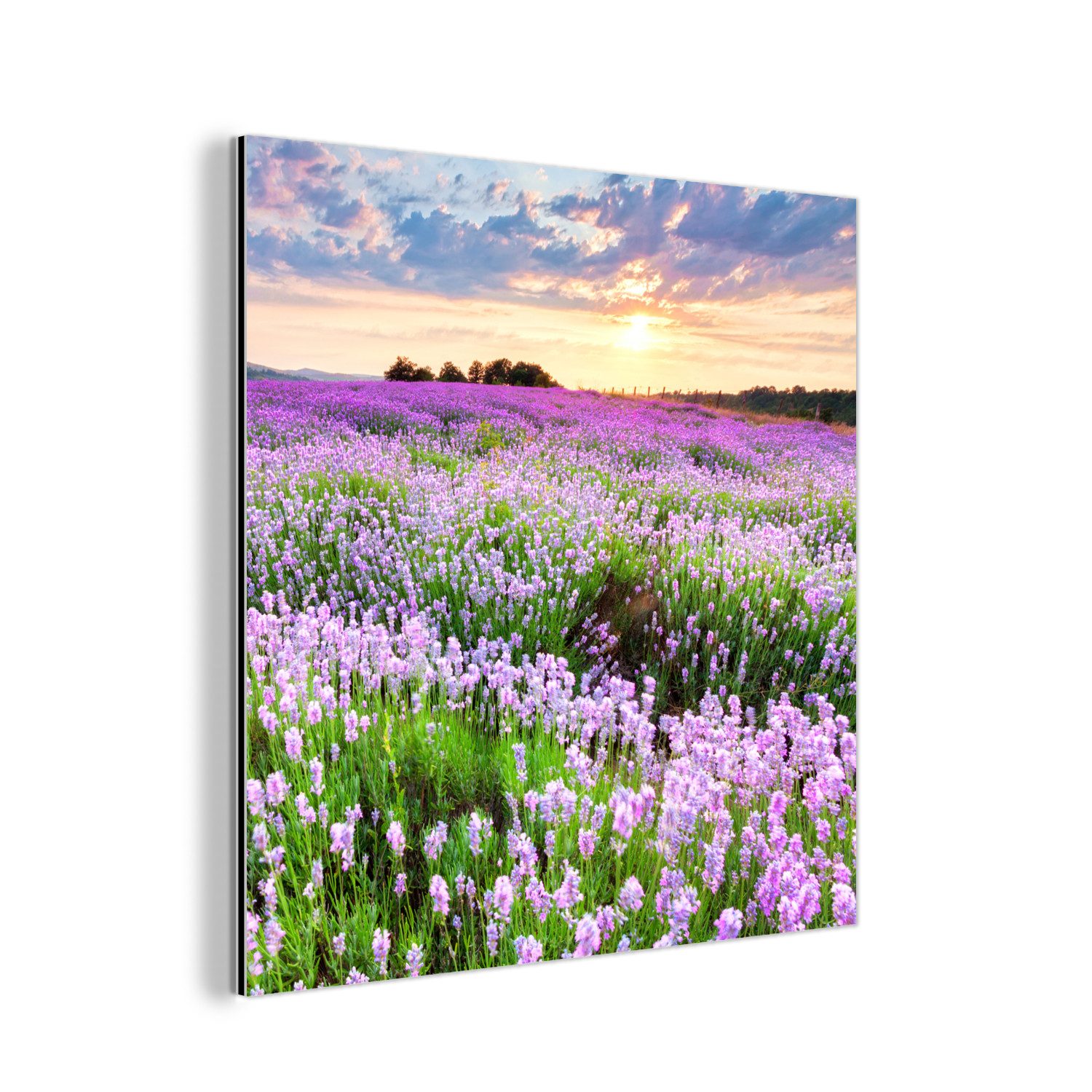 MuchoWow Metallbild Lavendel - Blumen - günstig online kaufen