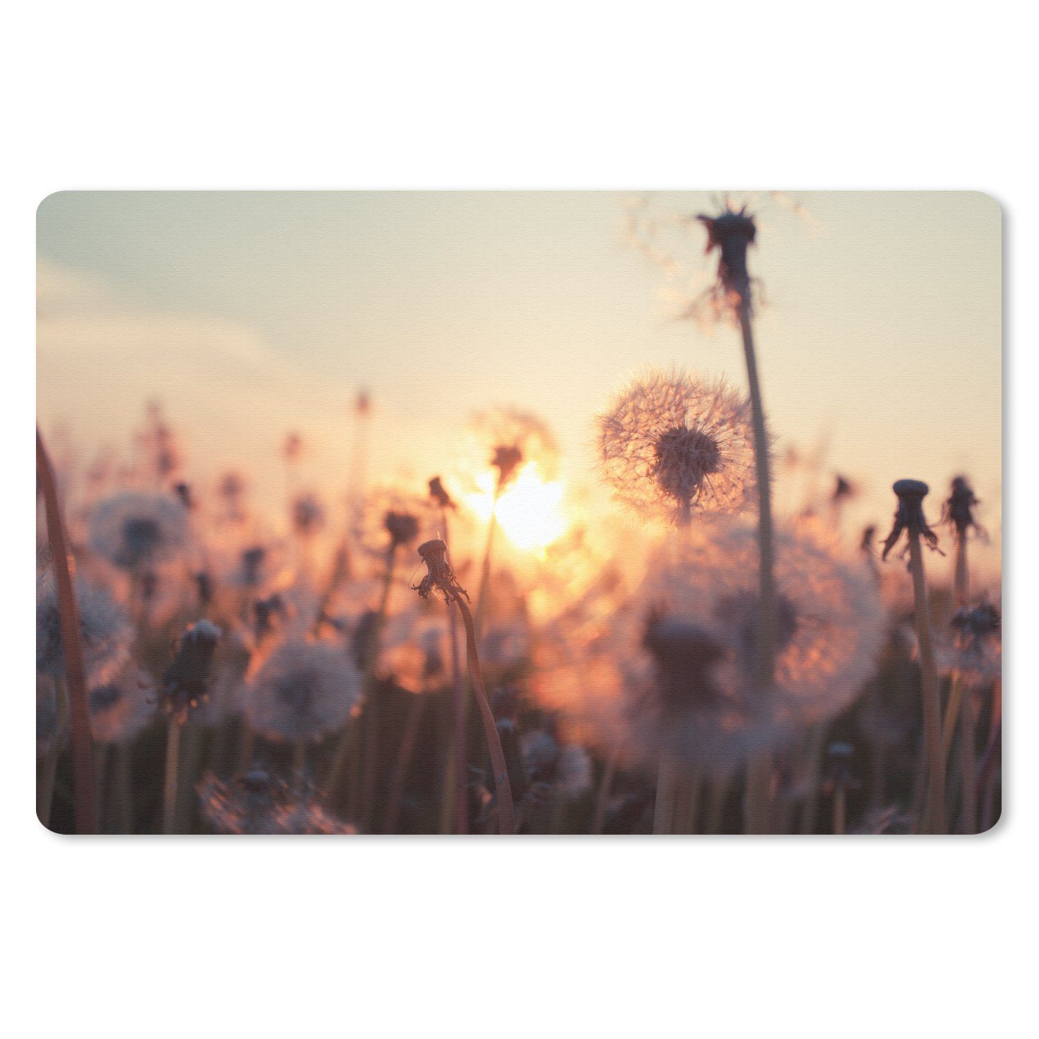 MuchoWow Mauspad Löwenzahn - Sonnenuntergang - Frühling (1-St), Mouse pad Klein, Gaming Deko, PC Zubehör, 27x18 cm